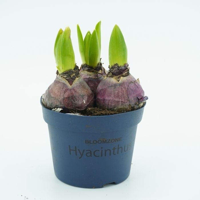 Üç Köklü Sümbül (Hyacinthus)