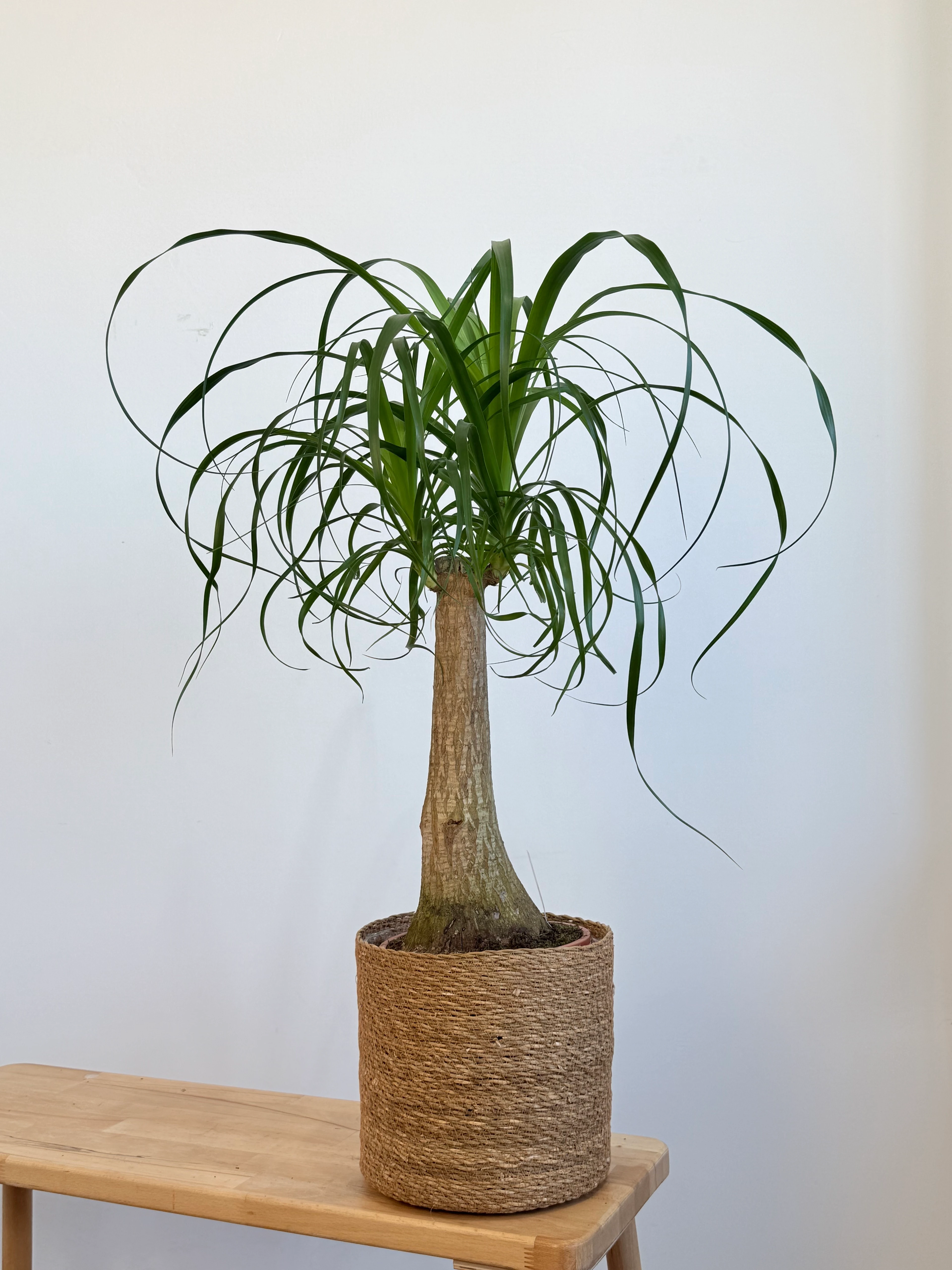  Nolina- Fil Ayağı Bitkisi  (Beaucarnea Recurvata) Büyük Boy