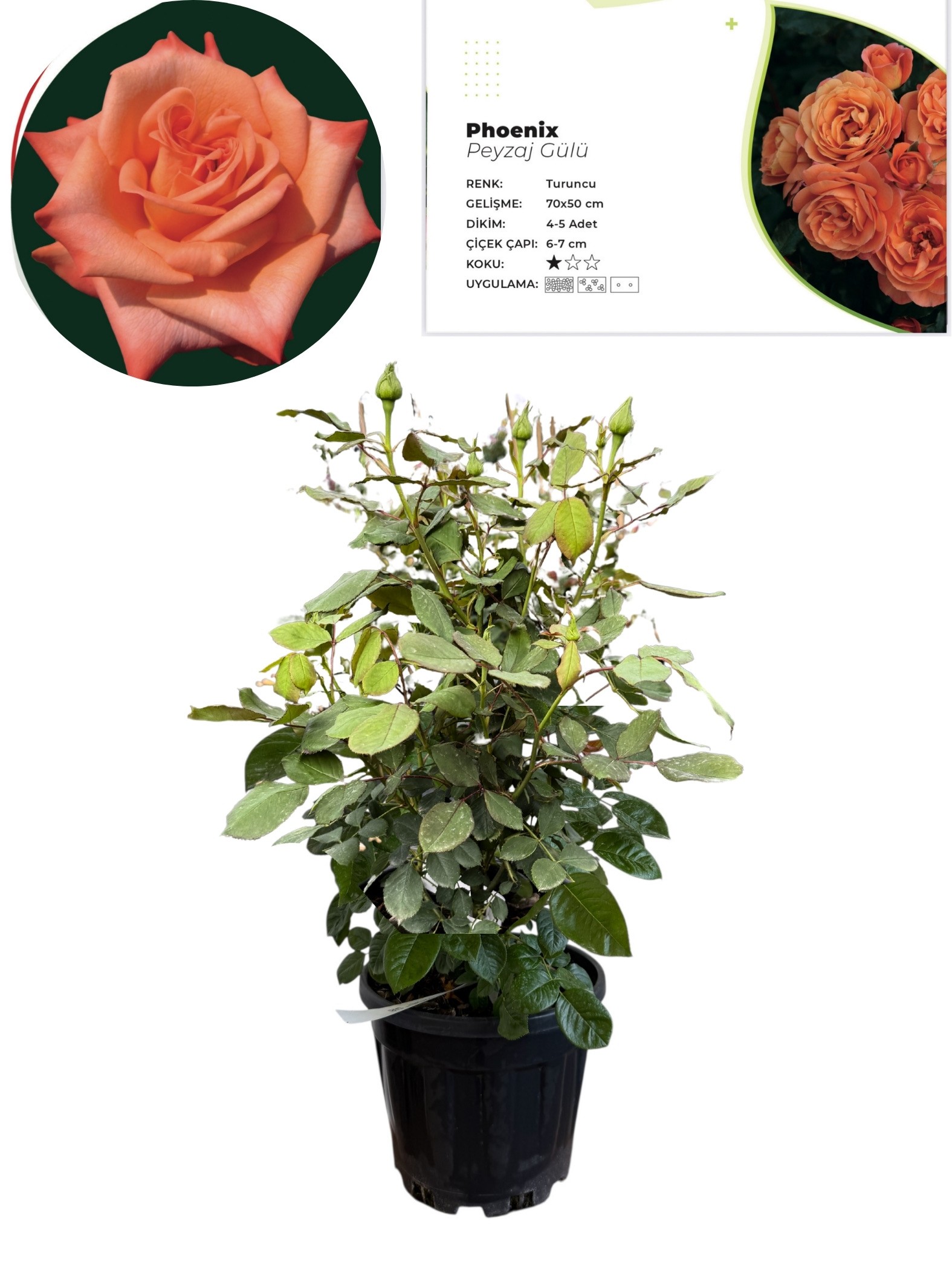  Phoenix Turuncu 50-60 cm, Çok Köklü, Patentli Özel Seri 