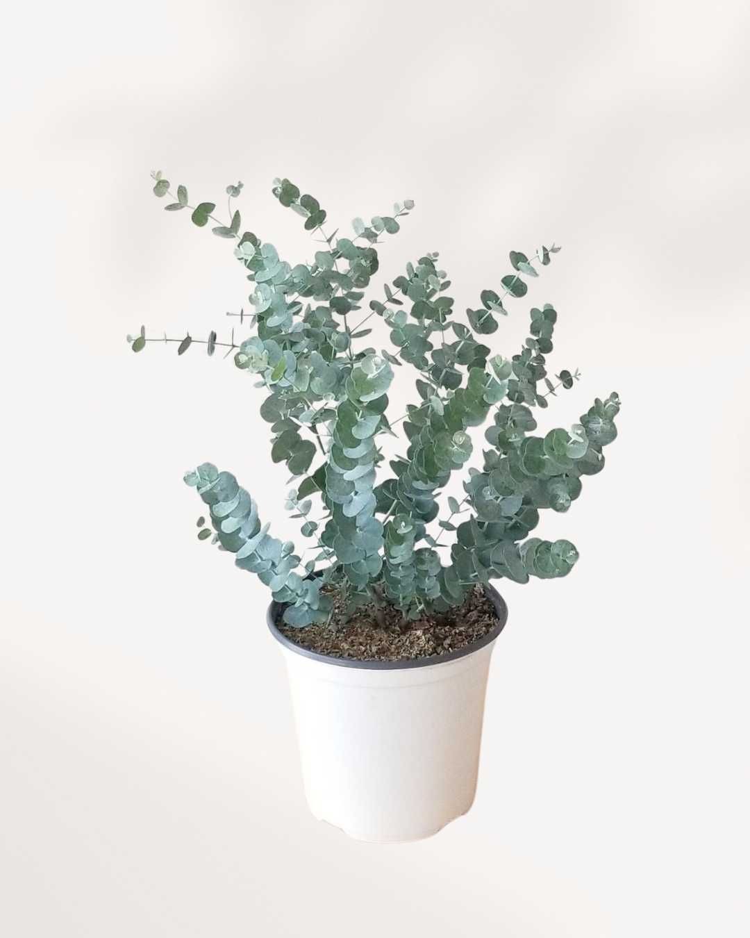 Eucalyptus Cinerea (Okaliptüs)
