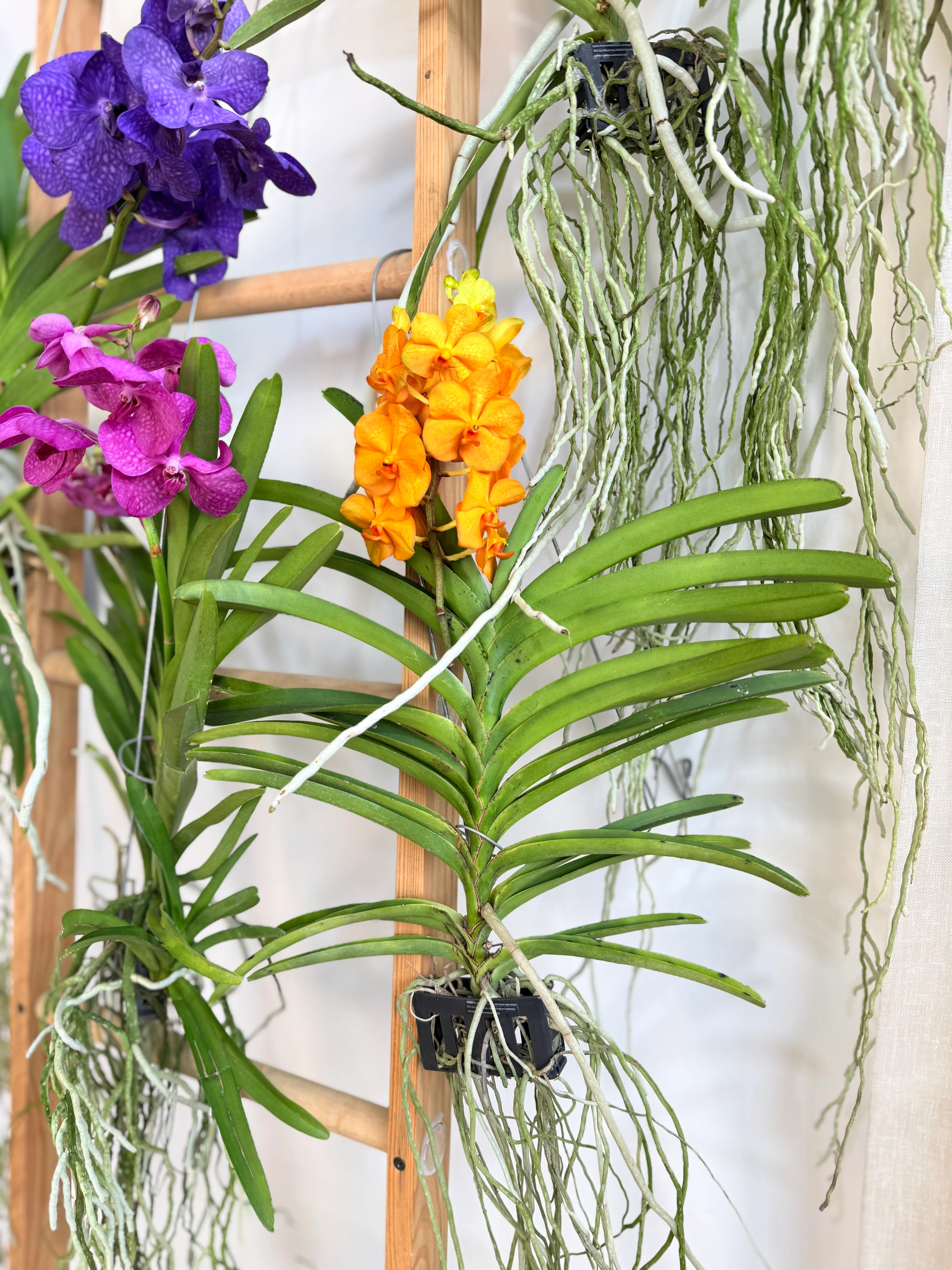 Vanda Orkide (Hava Bitkisi-Nadir Tür )