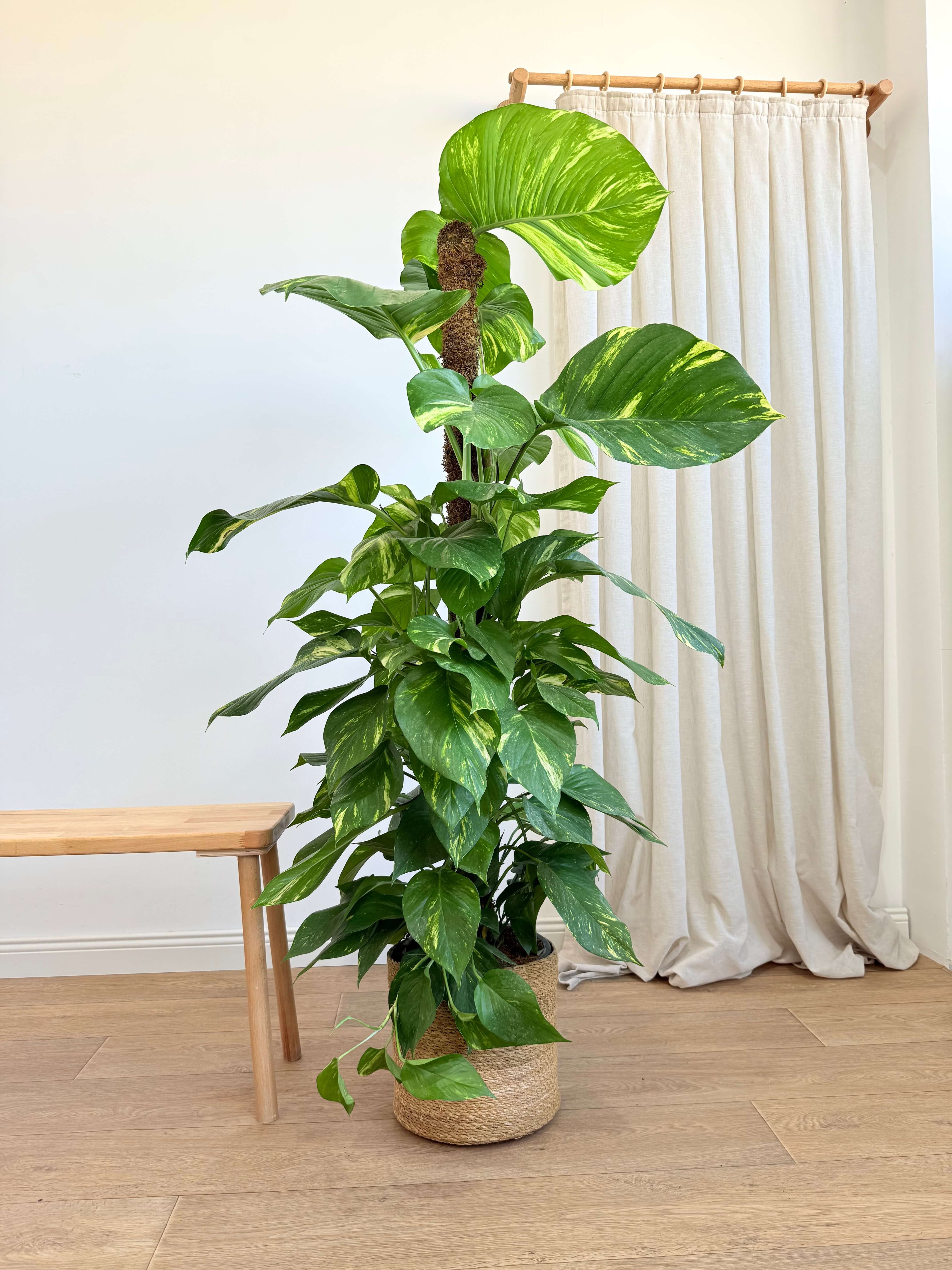 Patos Salon Sarmaşığı 170-180 cm Yosun Çubuklu (Golden Pothos - Epipremnum Aureum)