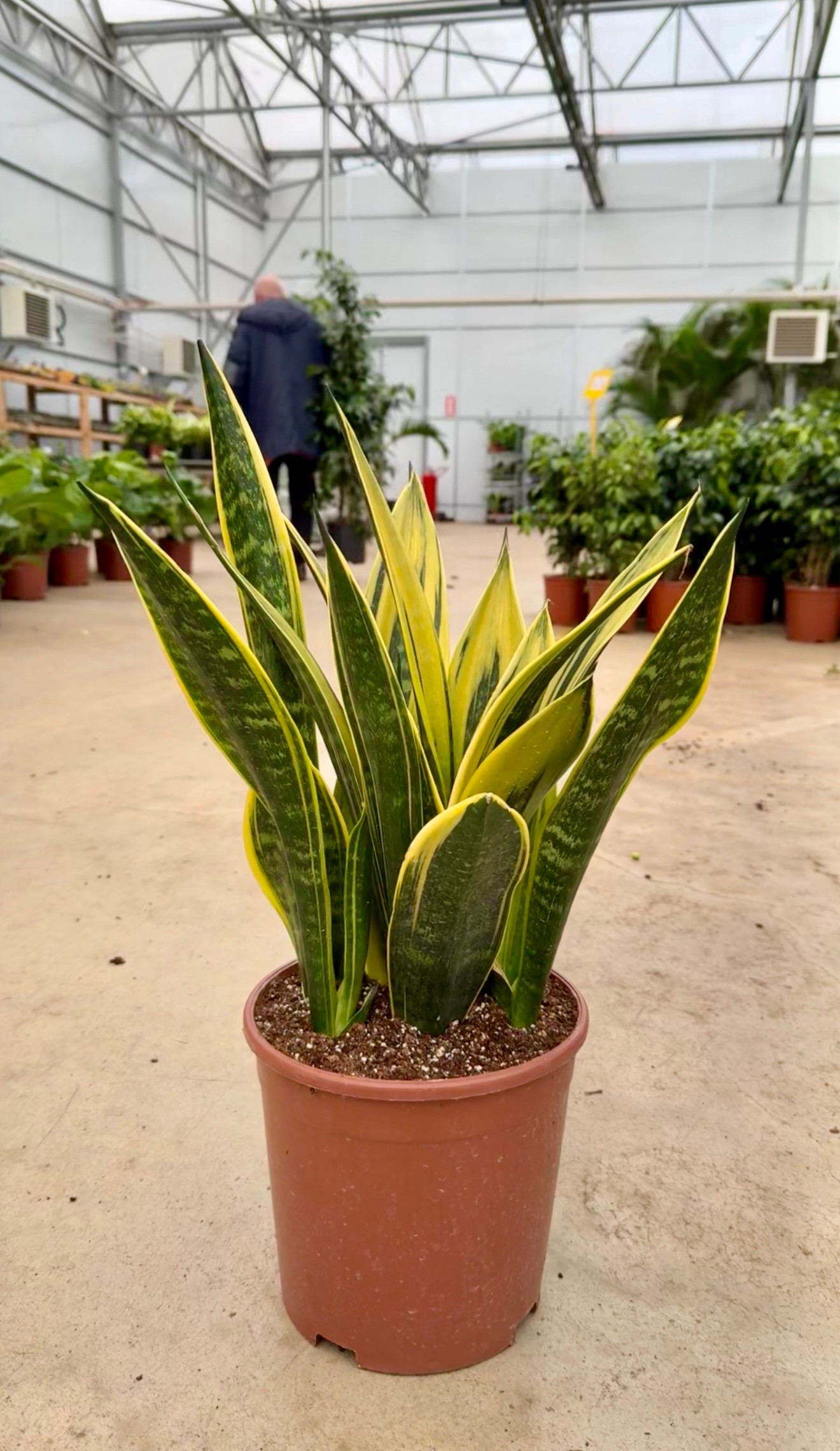 Sansevieria Golden Flame (Özel Tür)