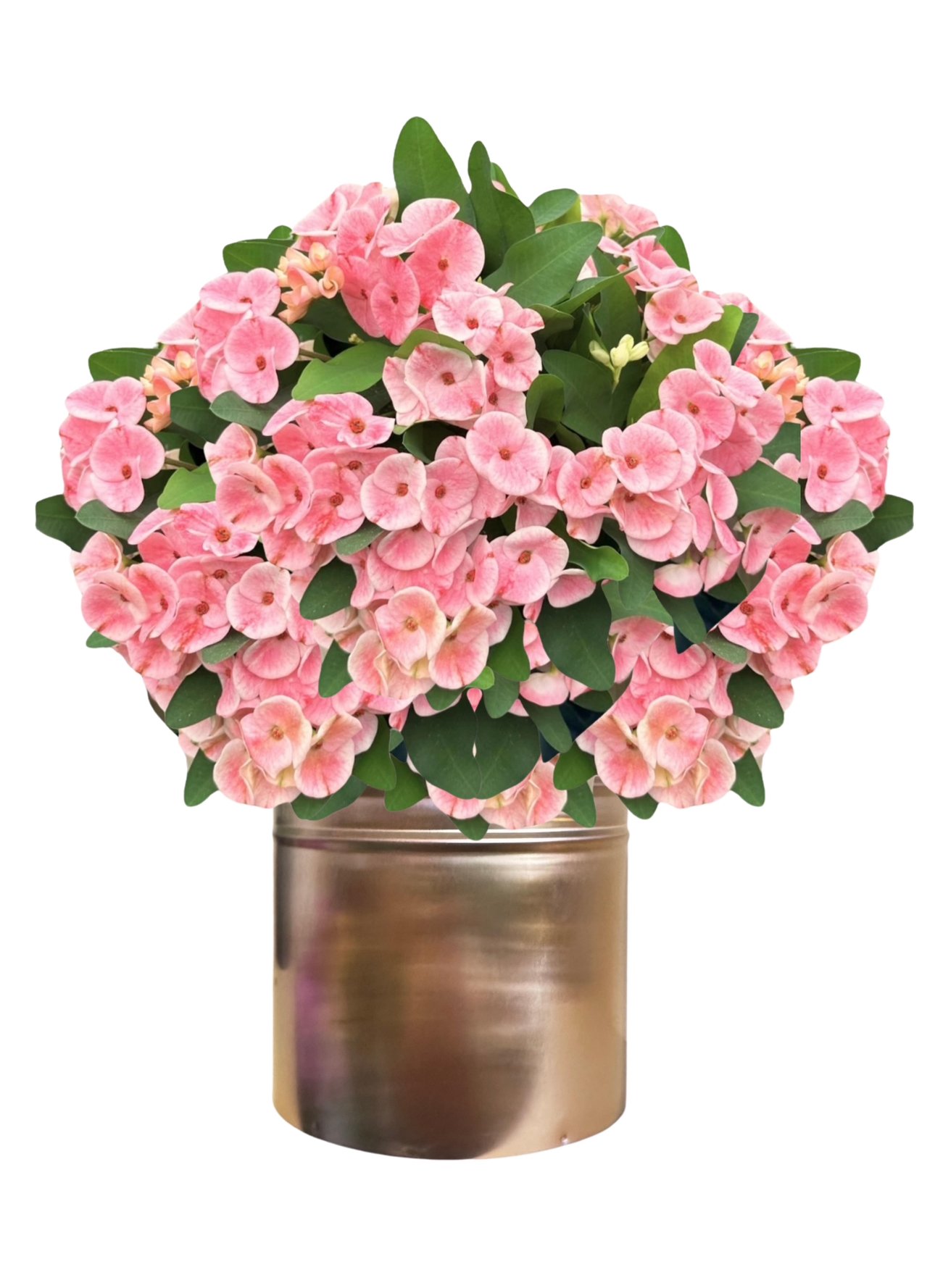 Euphorbia Milii (Dikenlerin Tacı XXL)