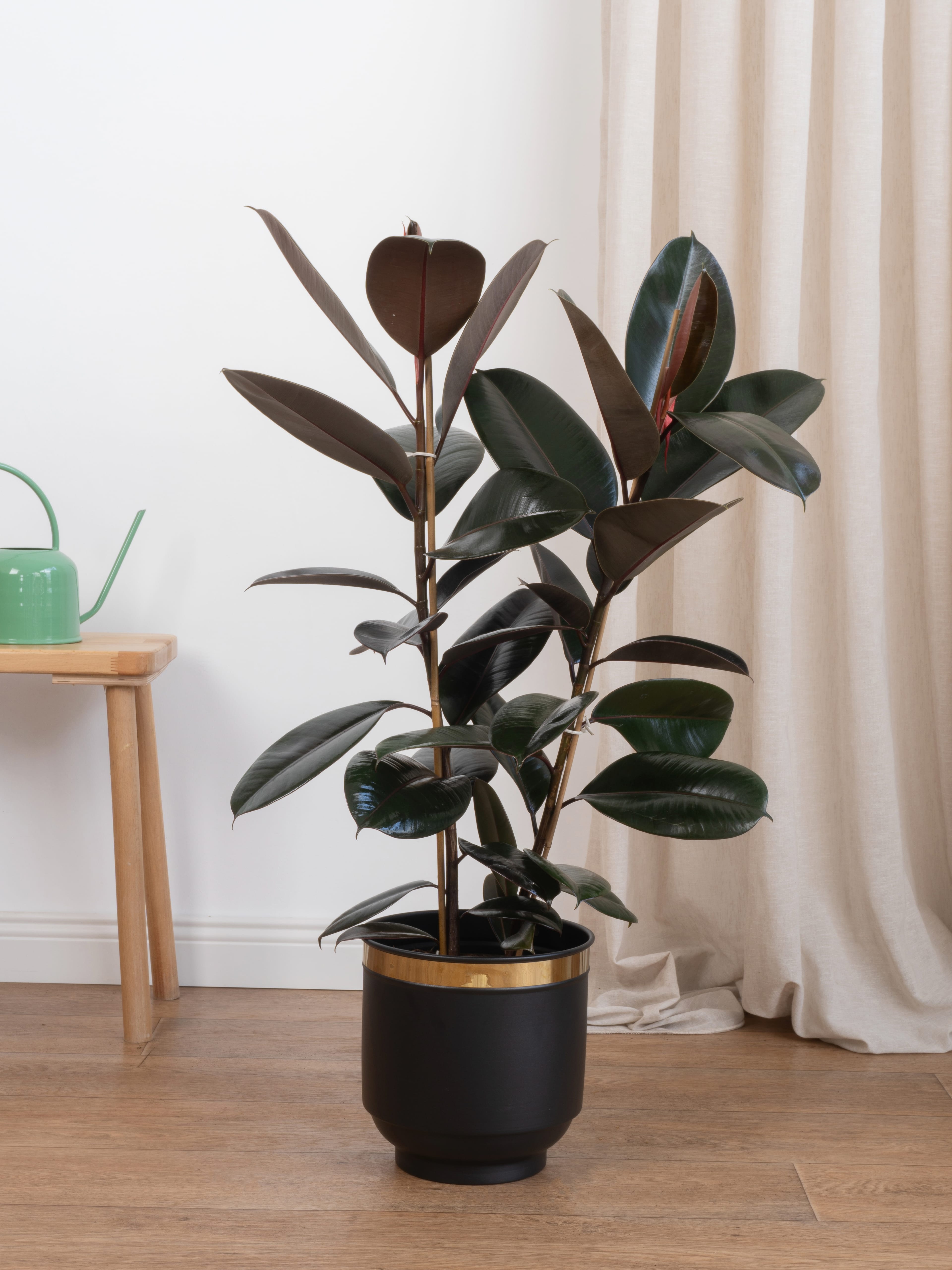 Kauçuk Çiçeği - Siyah Kauçuk Bitkisi (90-100 cm Çift Köklü Ficus Elastica)