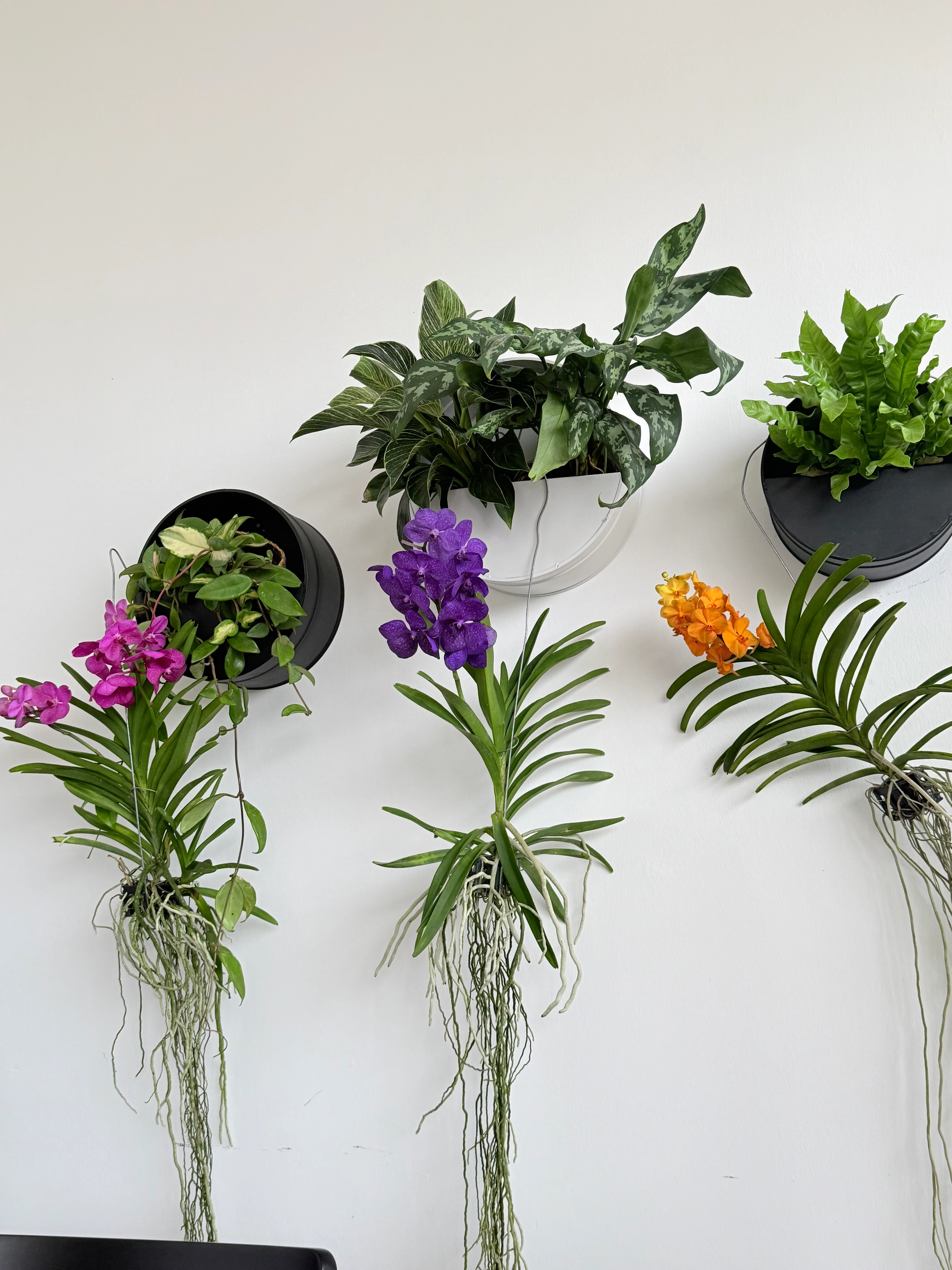 Vanda Orkide (Hava Bitkisi-Nadir Tür )