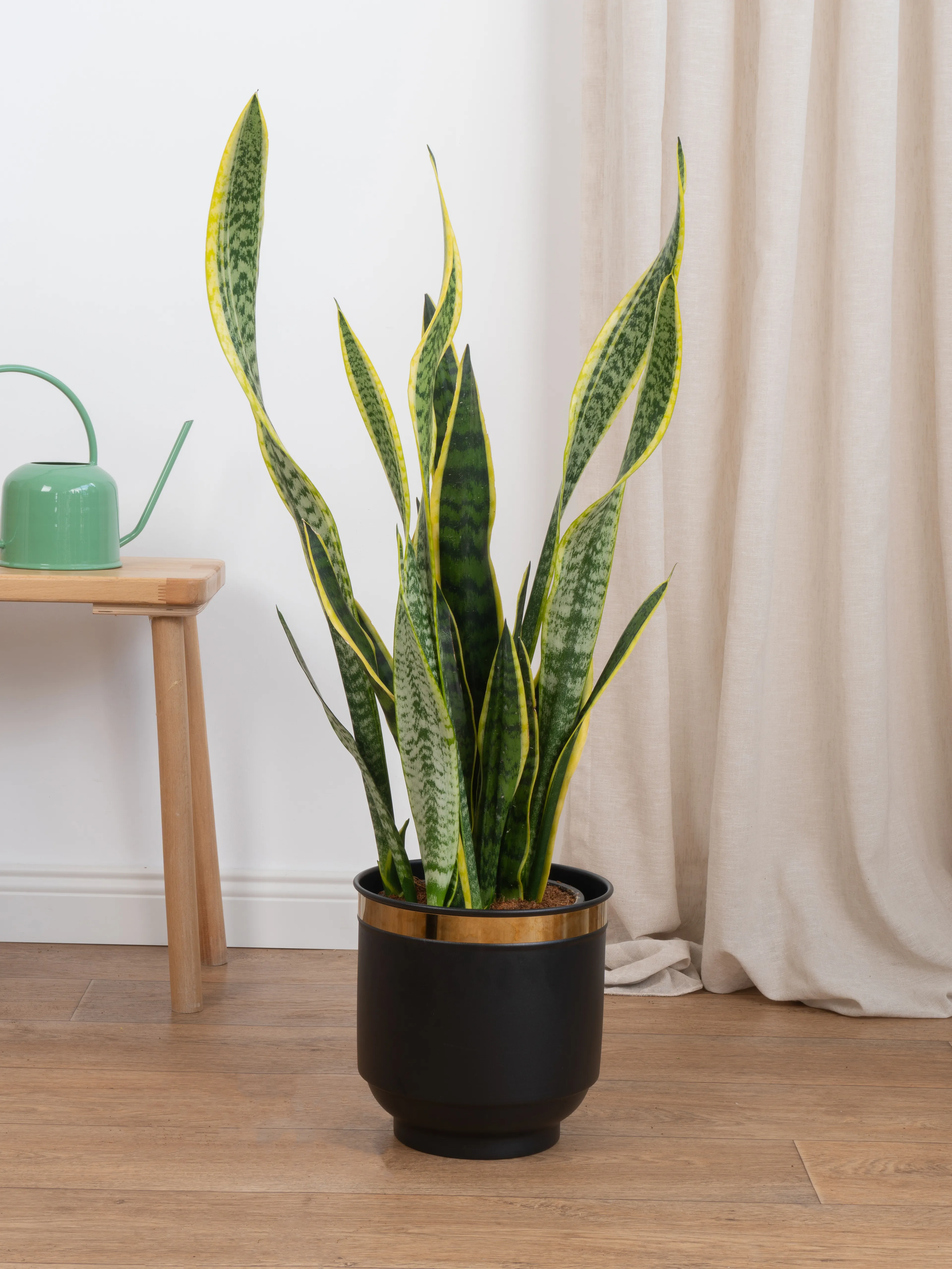 Kılıç Çiceği (Sanseveria Trifasciata -Peygamber Kılıcı-Paşa Kılıcı) Sarı-Yeşil 80-90 cm