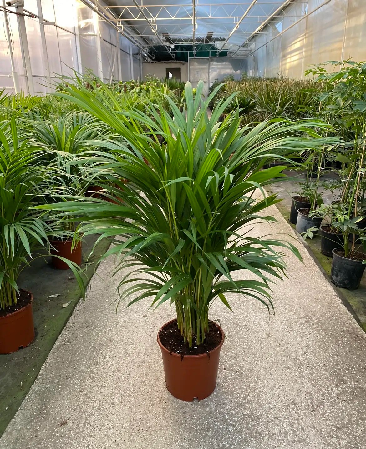 Favori Bitki Seti (100-120 cm areka palmiyesi,60-70 cm monstera, pilea )