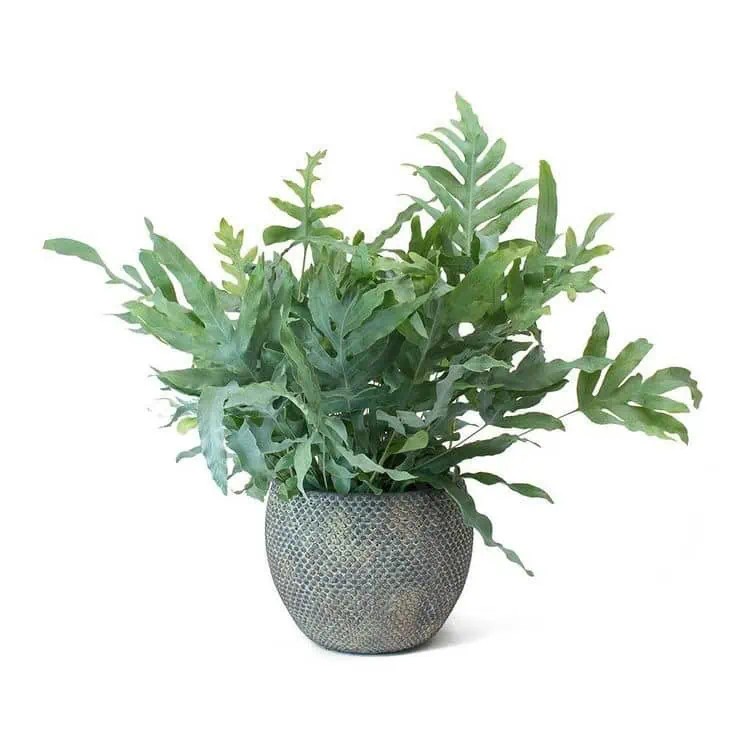 phlebodium aureum (blue star )