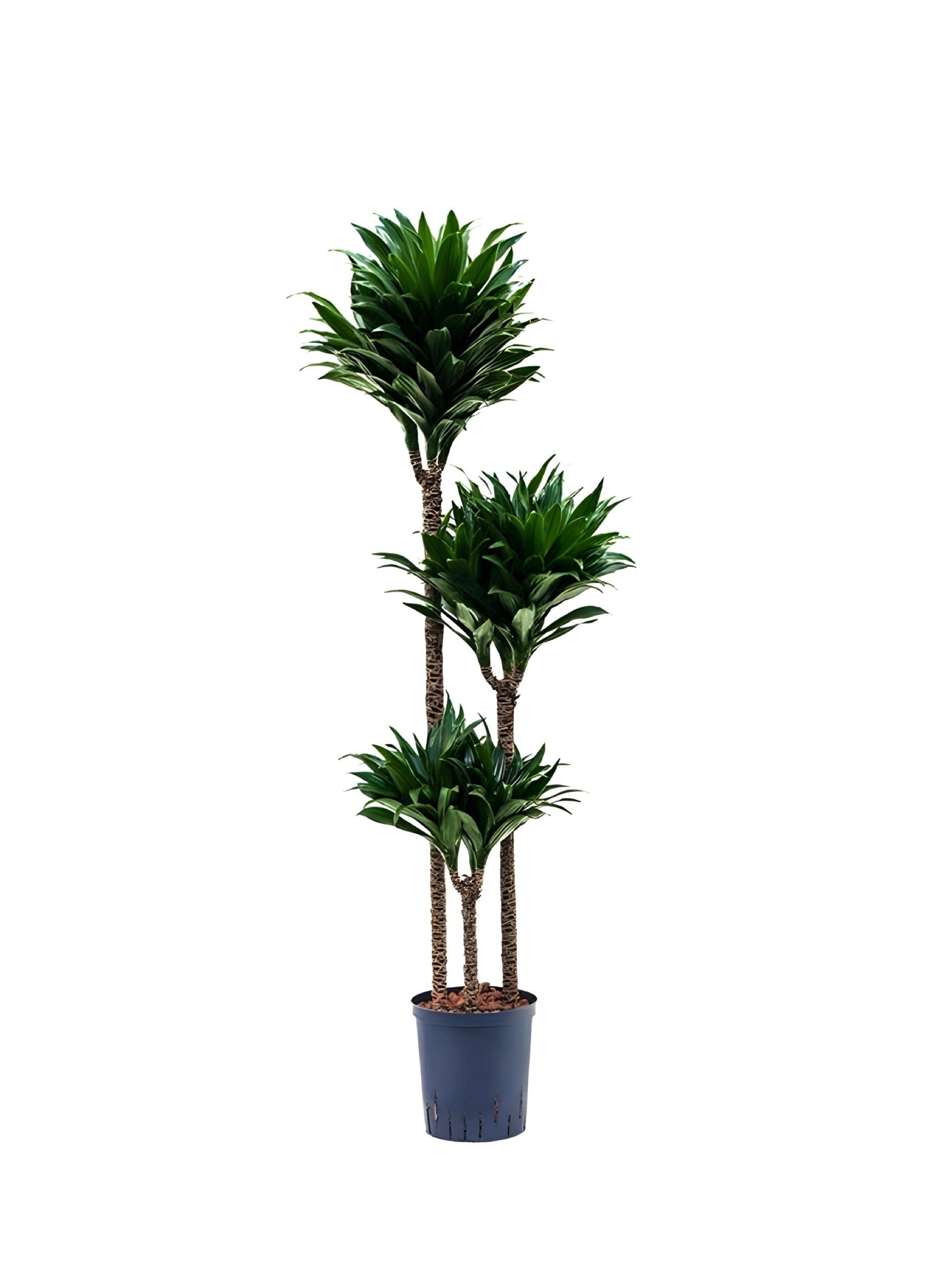 Üç Kollu Dracaena Compacta ( 140-150 cm)