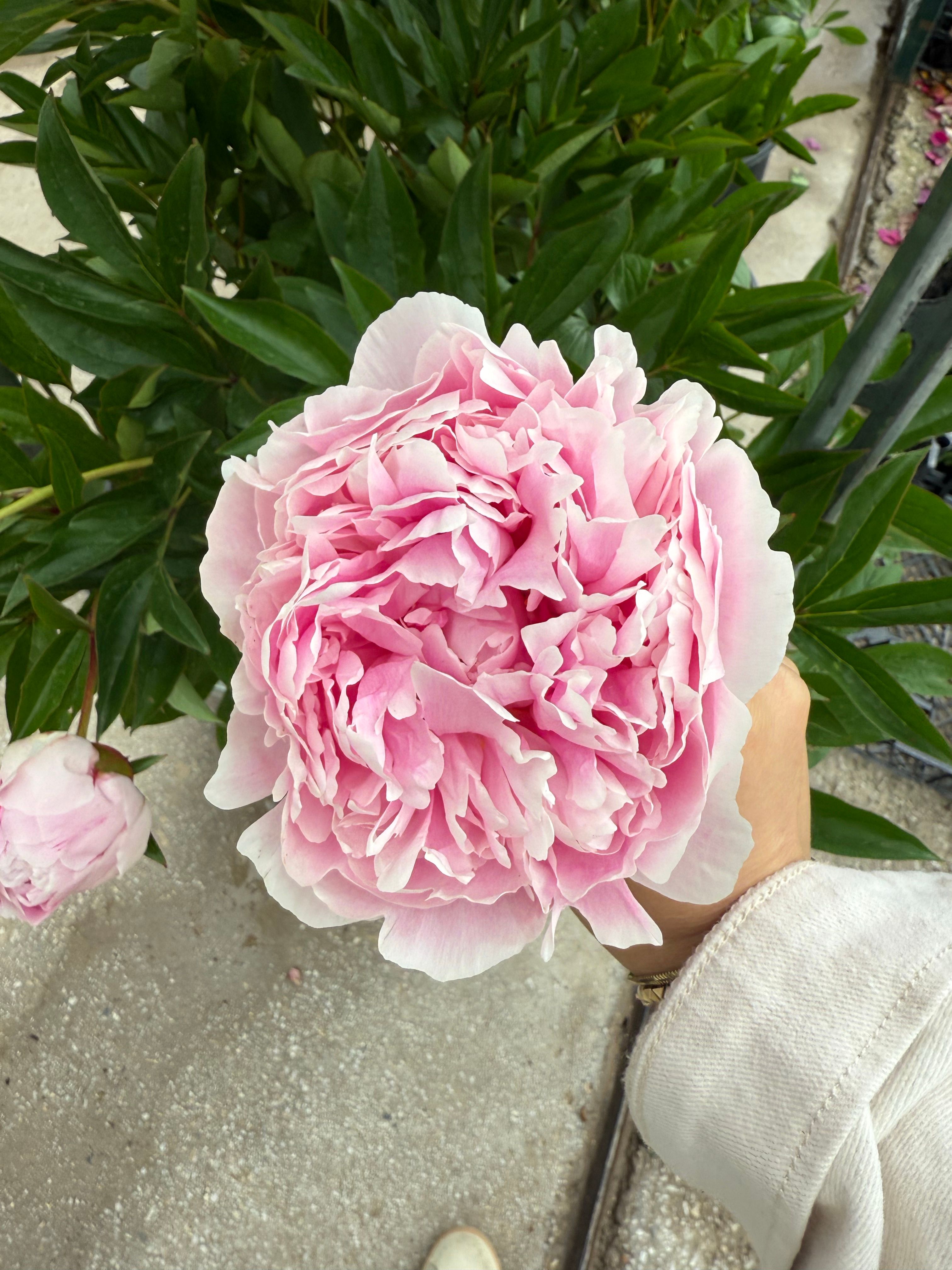Şakayık (Peony) – 80 cm | 22 cm Saksıda