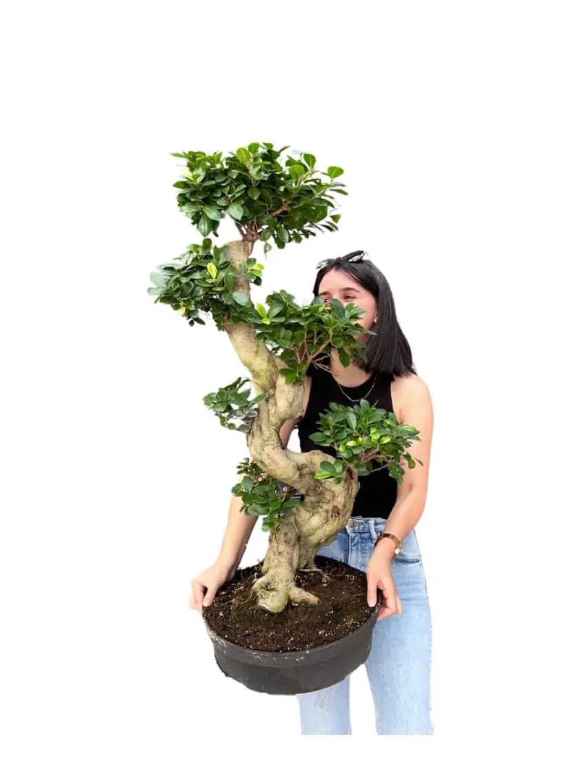 Ficus Bonsai s Form 90-100 cm