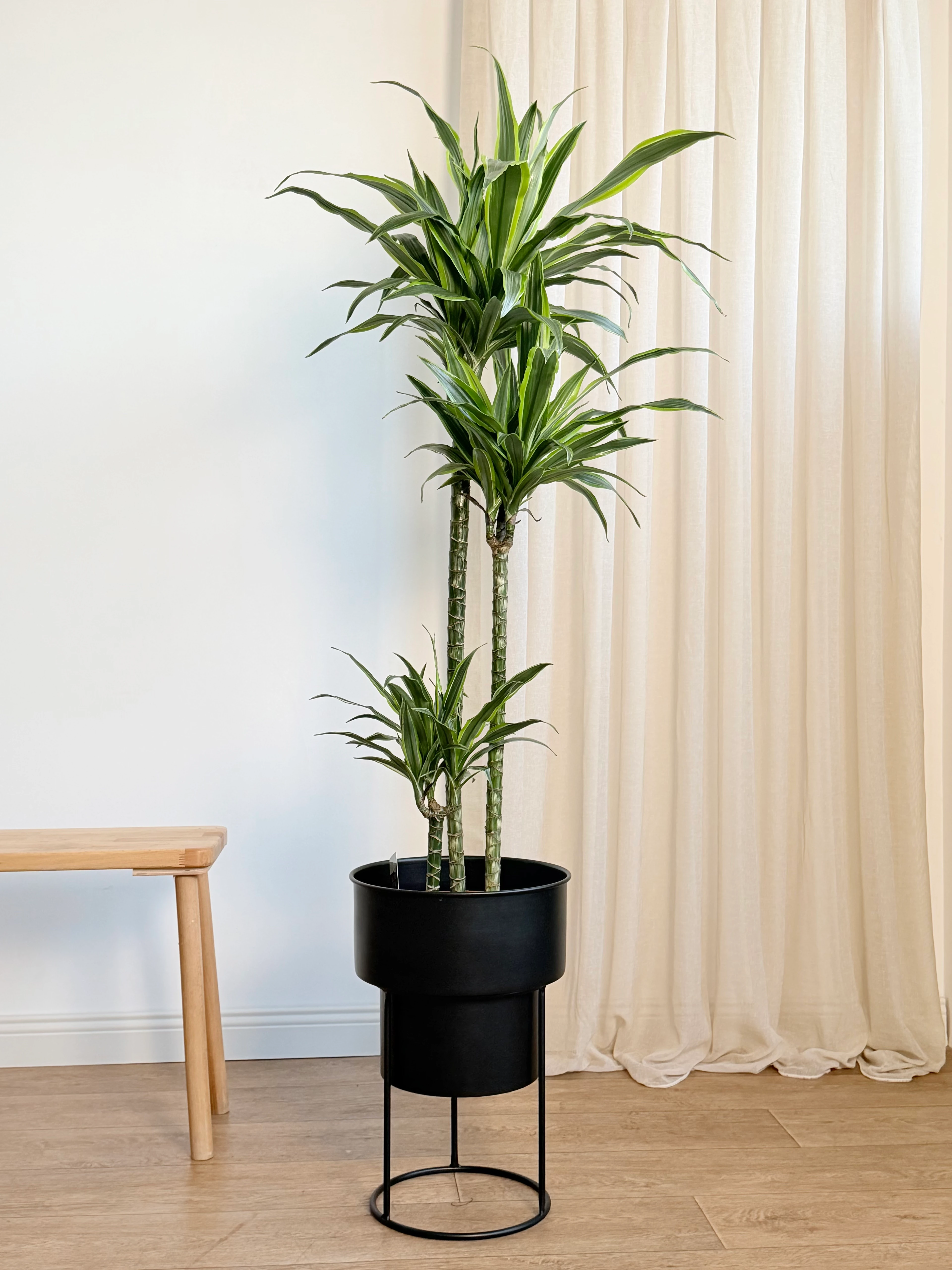 3 Gövdeli Dracena Lemon Lime / XL (Dracaene Fragrans)