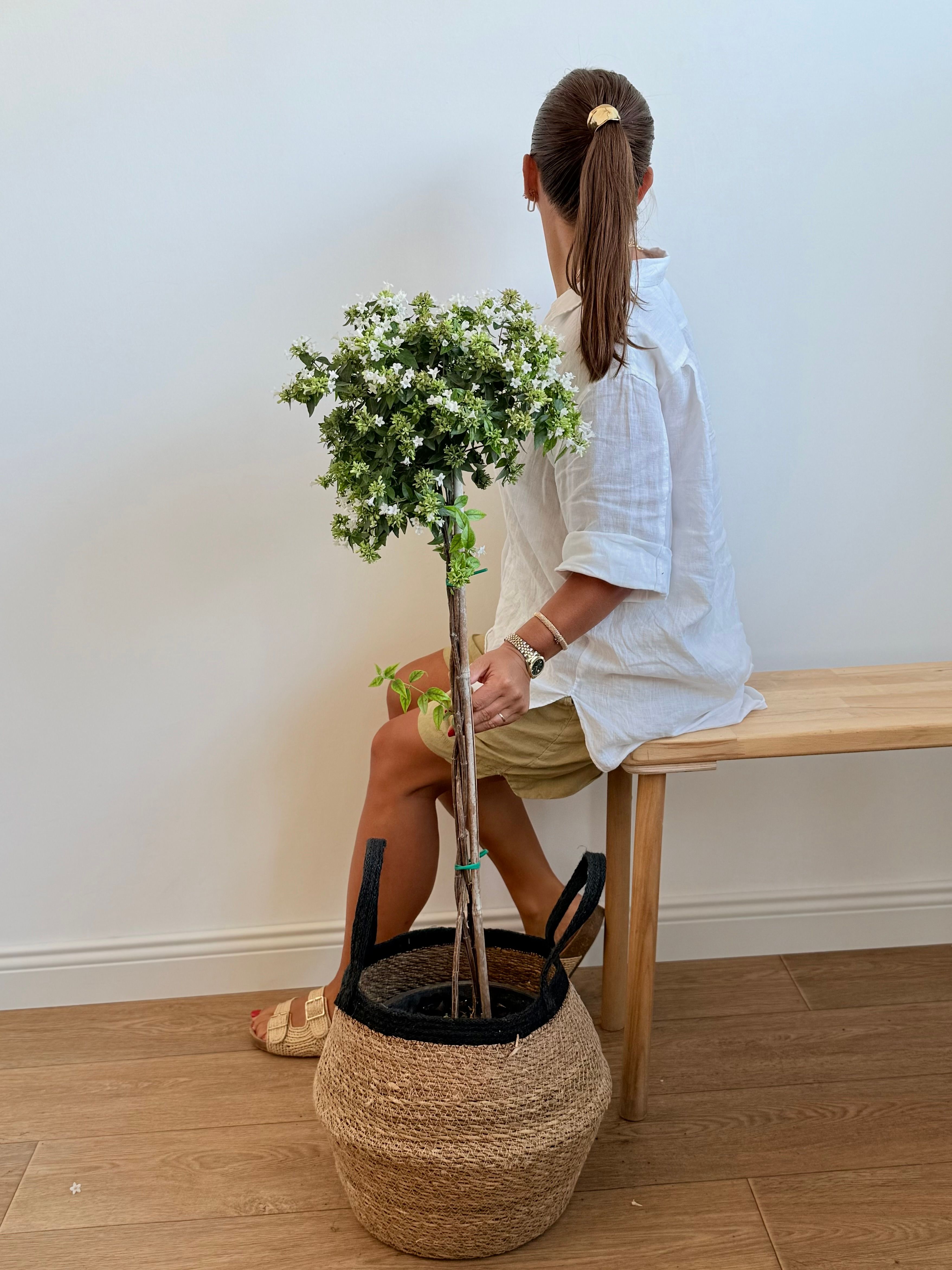 Abelya (Abelia) – 100-110 cm  