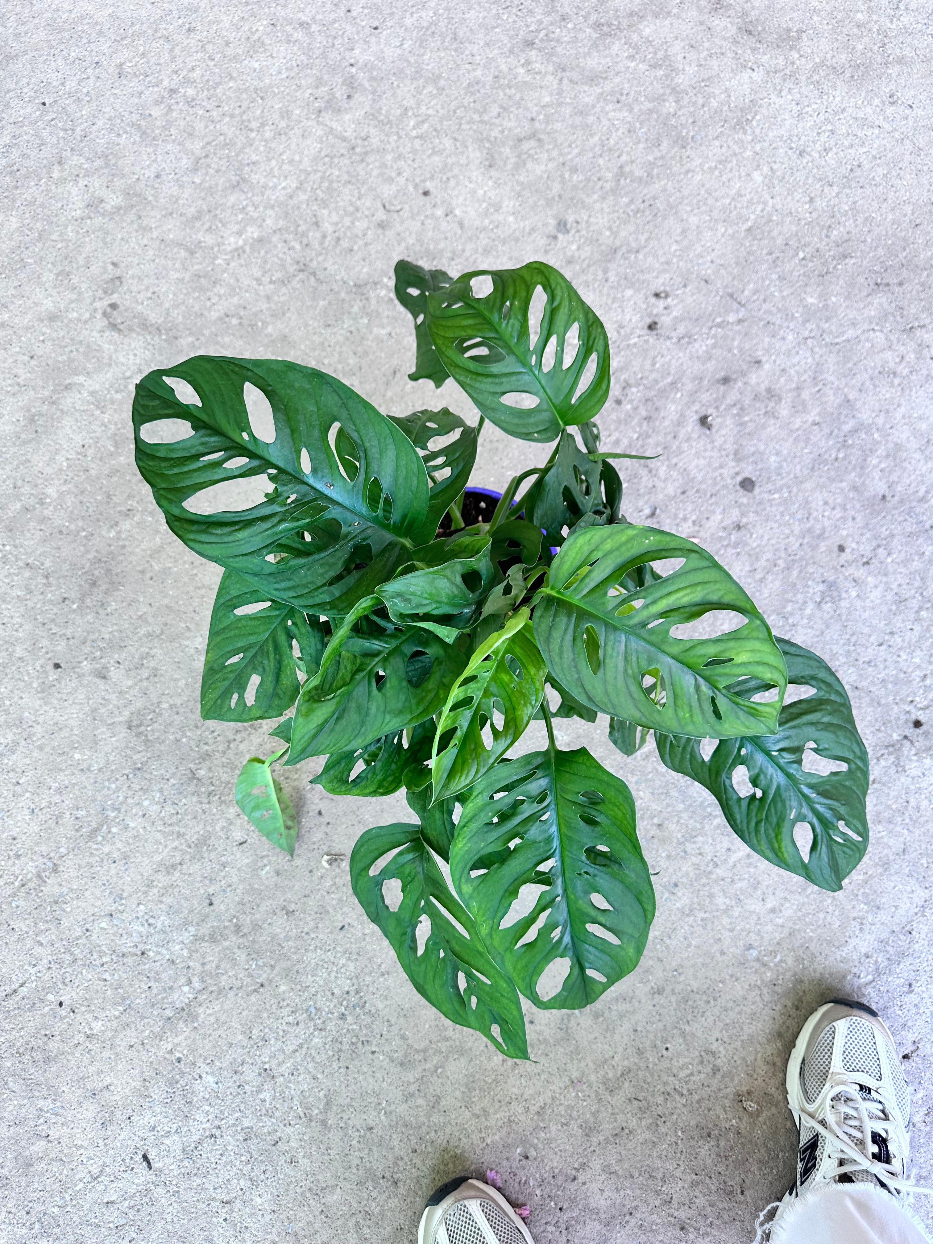 Monstera Adansonii(Monkey Monstera Mask)