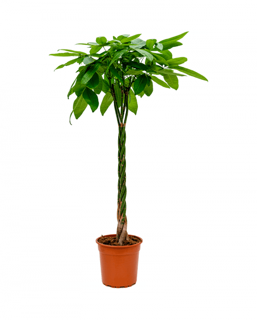 110-120 cm Pachira Aquatica (Money Tree- Para Ağacı)