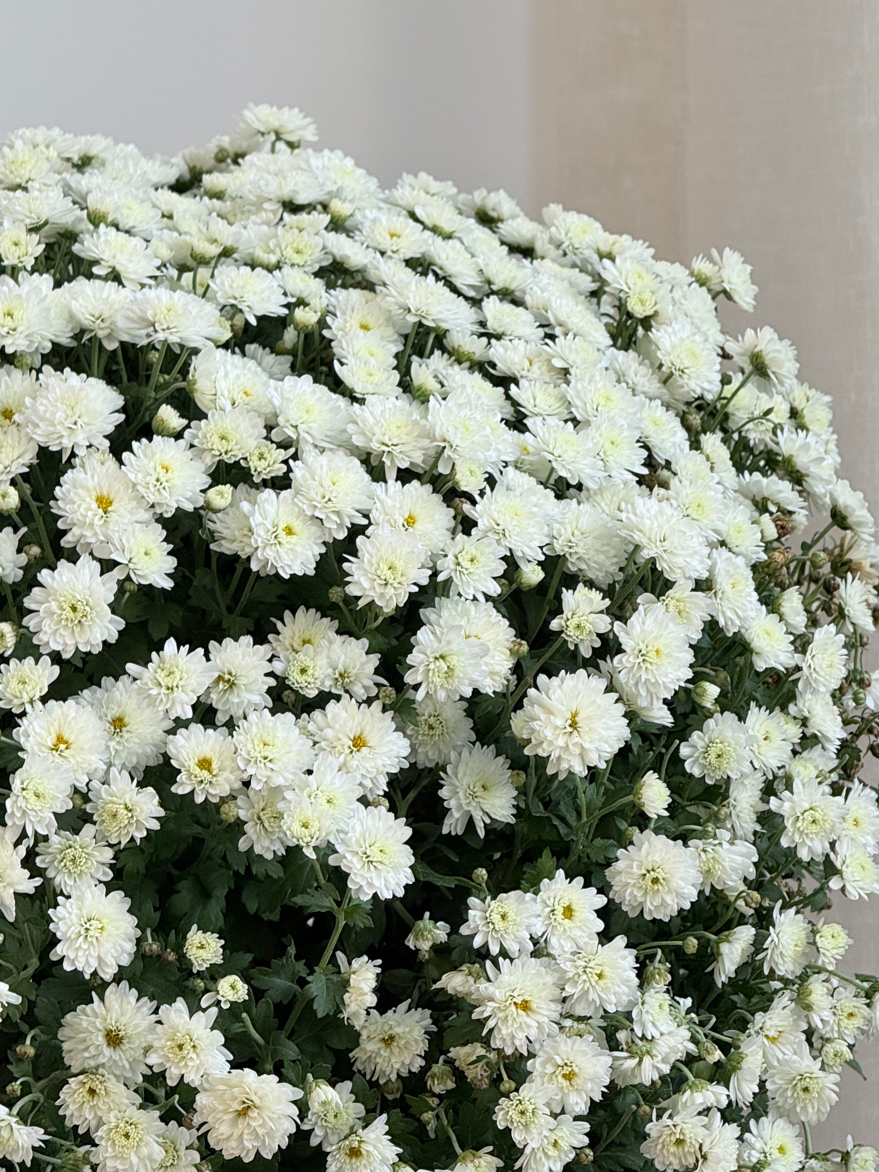 XXL Kasımpatı Beyaz (Chrysanthemum morifolium)