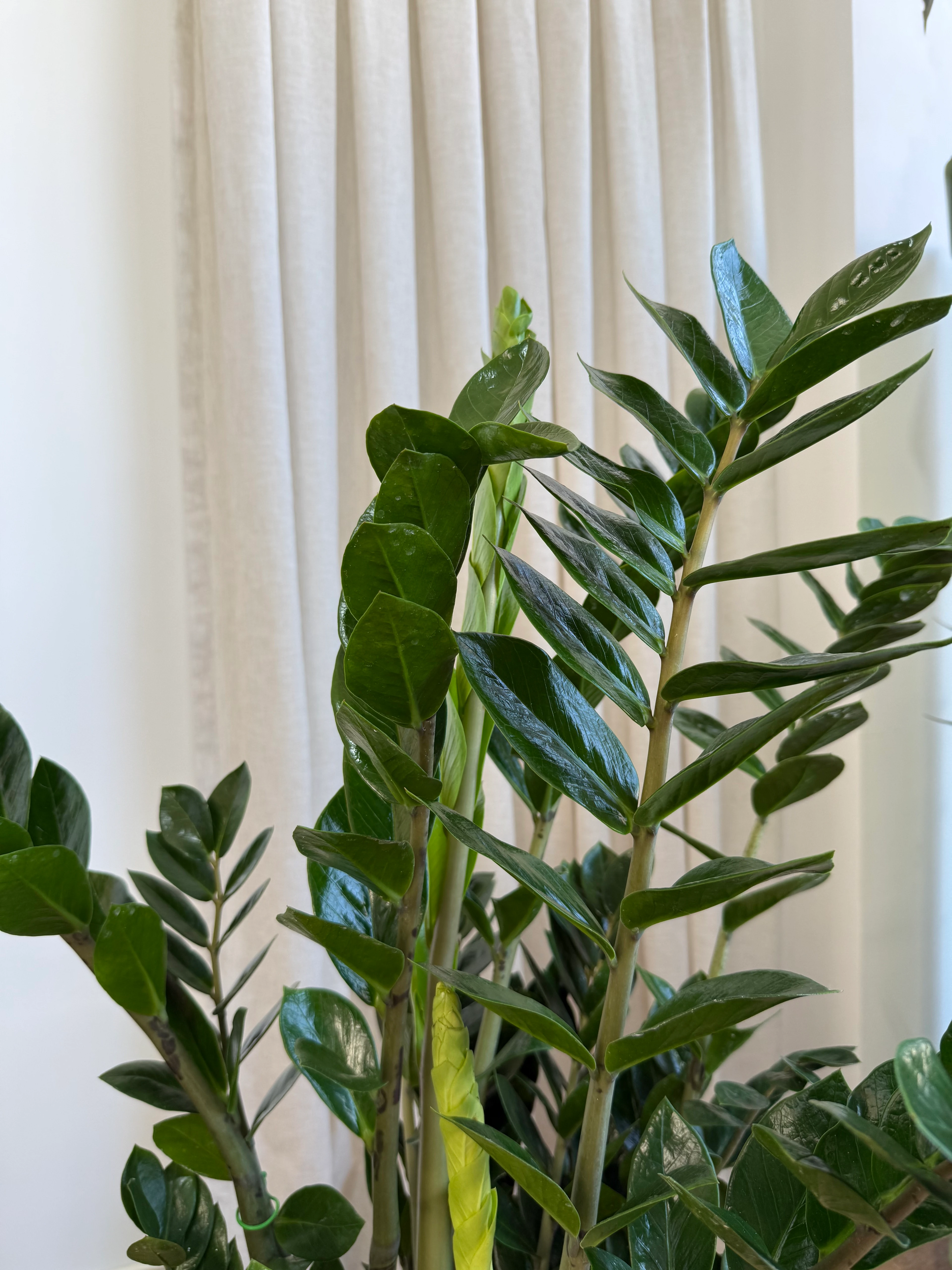 Zamia Zeze Çiçeği 100-110 cm