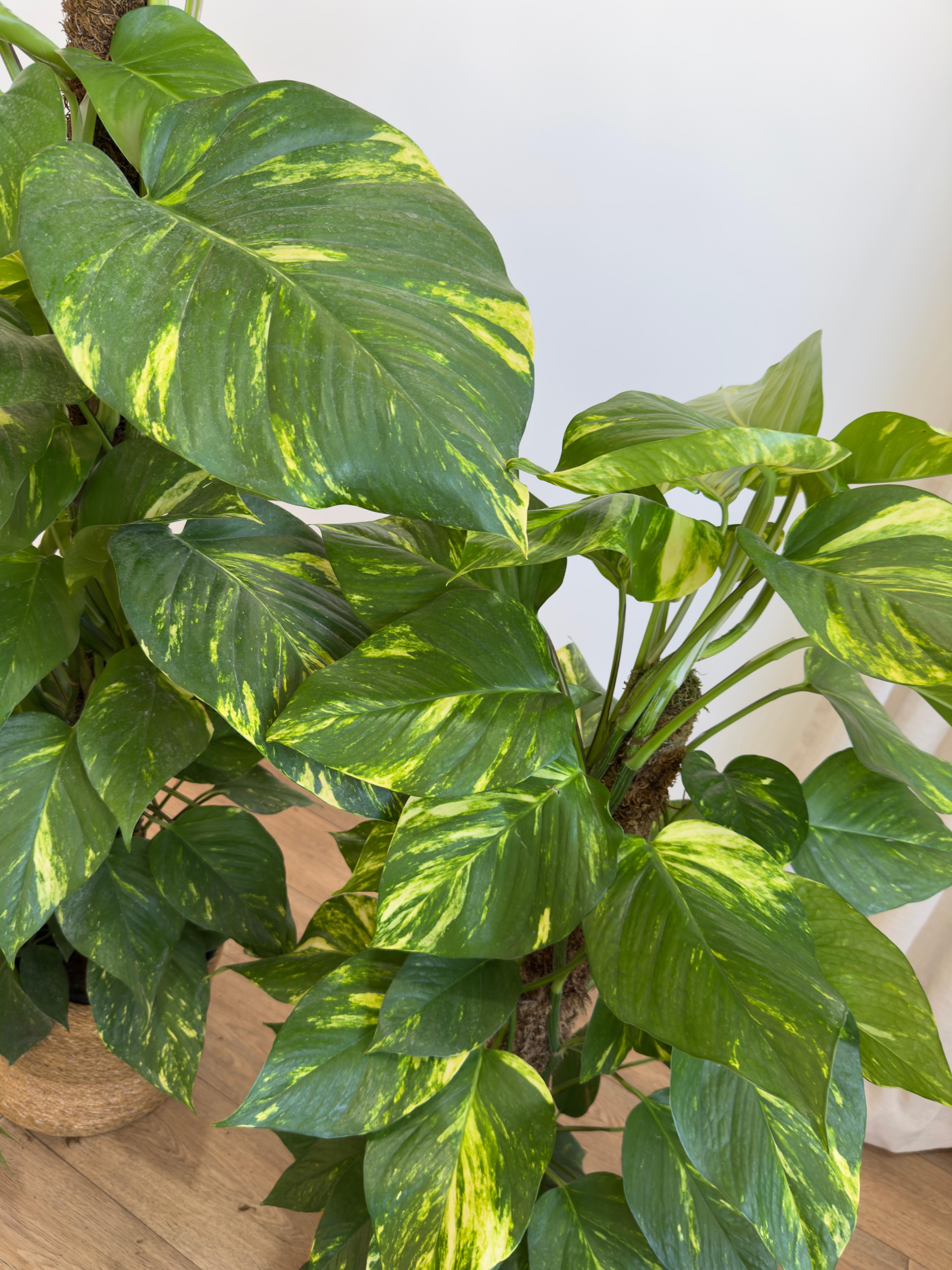 Patos Salon Sarmaşığı 170-180 cm Yosun Çubuklu (Golden Pothos - Epipremnum Aureum)