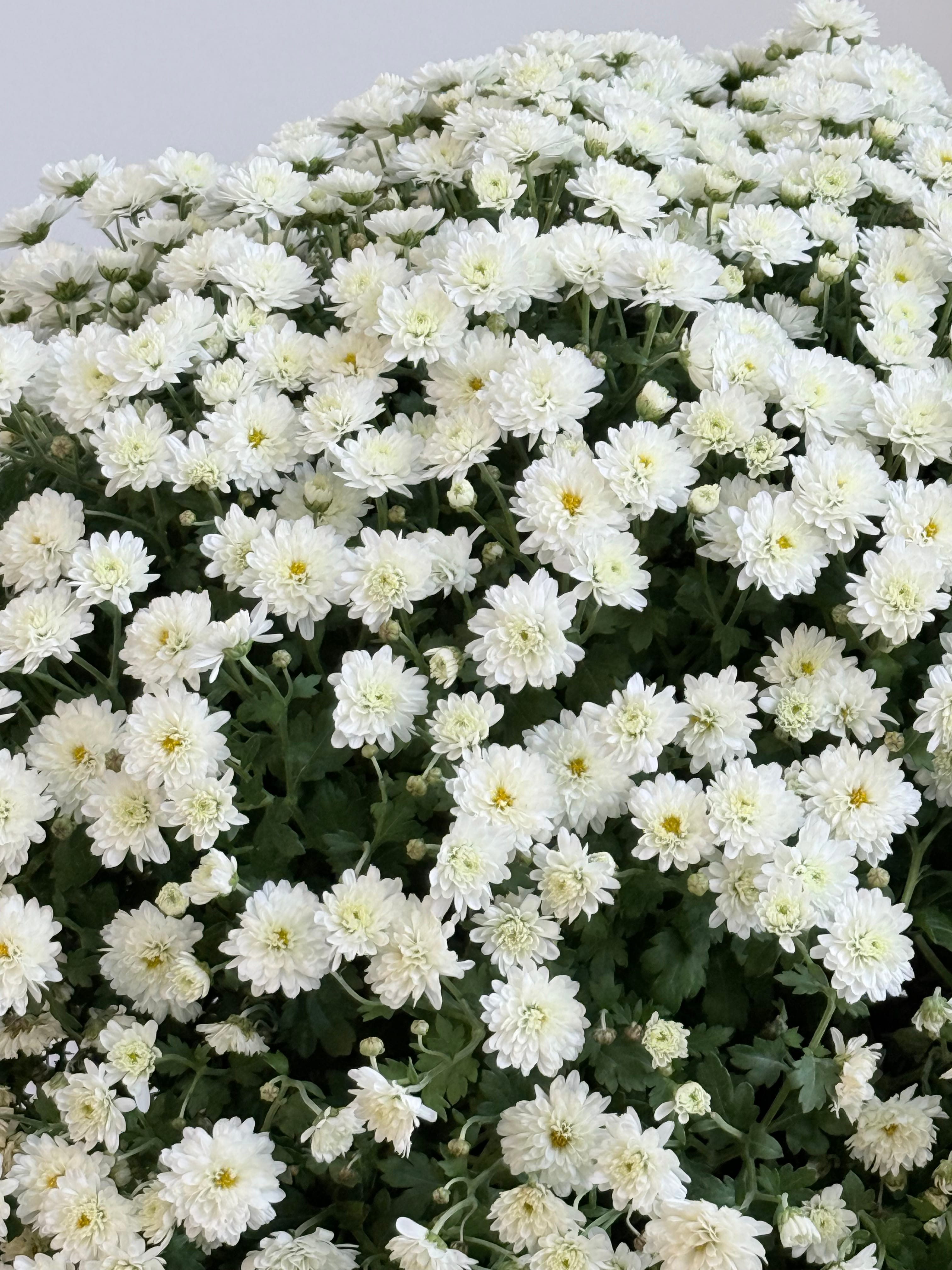 XXL Kasımpatı Beyaz (Chrysanthemum morifolium)