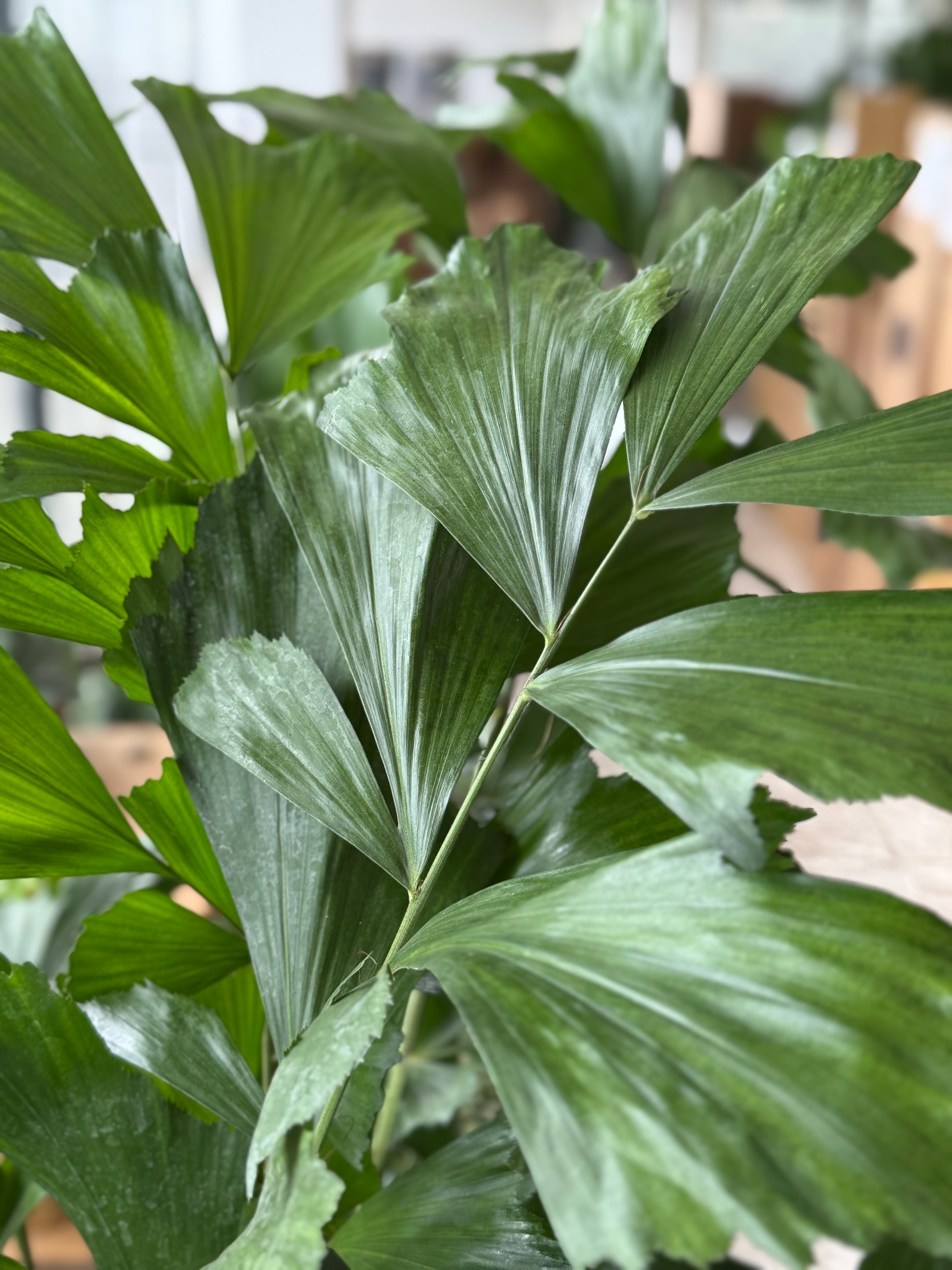Caryota Mitis (Balık Kuyruğu Palmiyesi) | 200 cm | İthal Premium Büyük Boy Salon Bitkisi