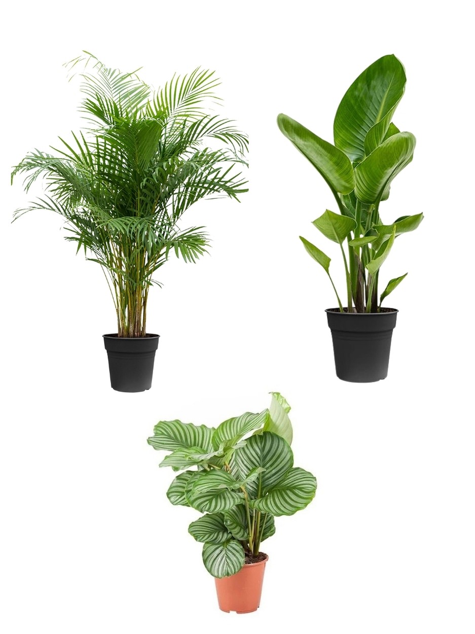 Favori Bitki Seti (120 cm areka palmiyesi-100 cm çok köklü starliçe-calathea orbifolia)