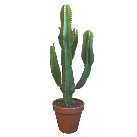 Euphorbia İngens 130-140 cm 