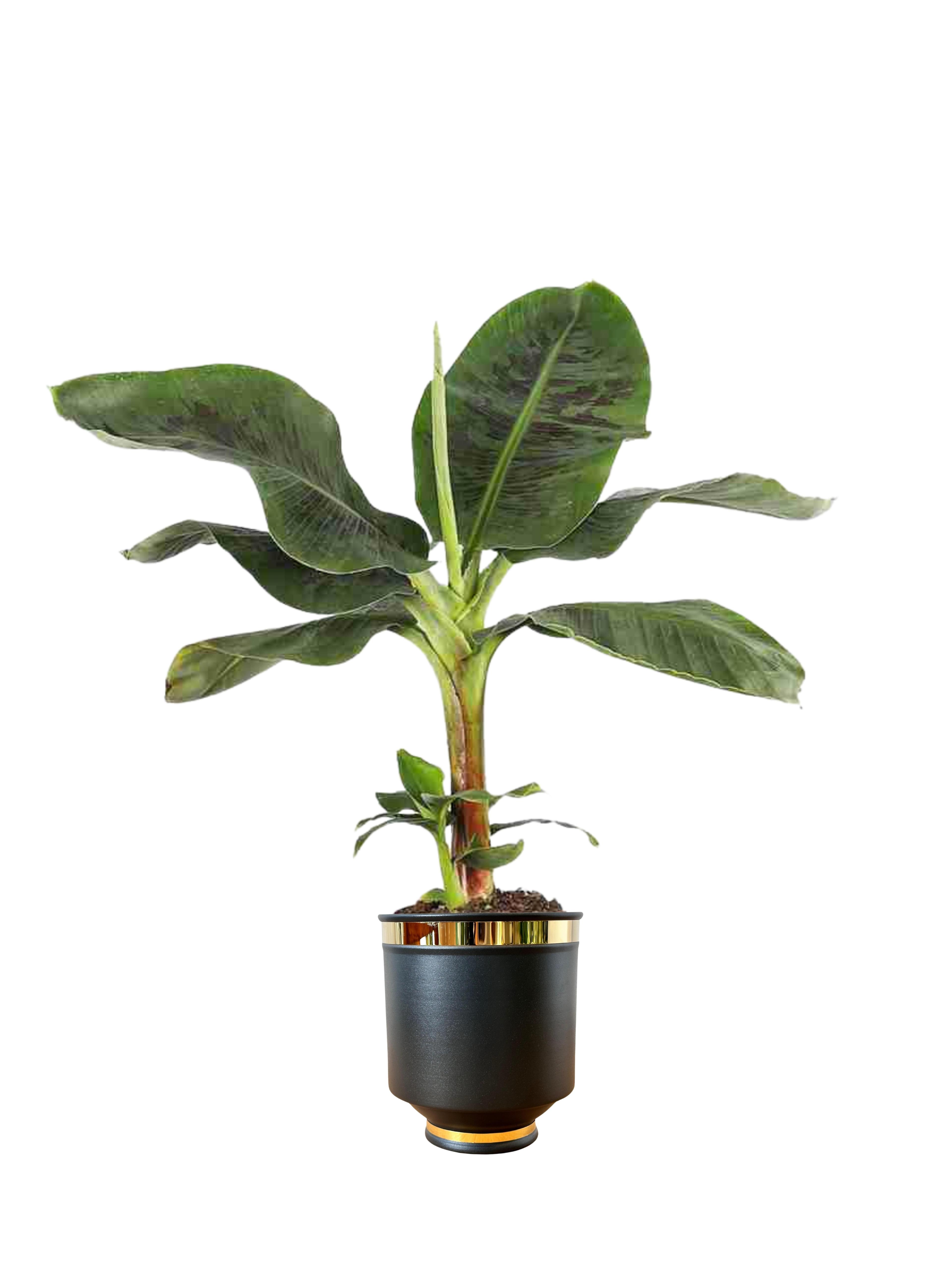 Muz Bitkisi (Banana Plant 80 cm)
