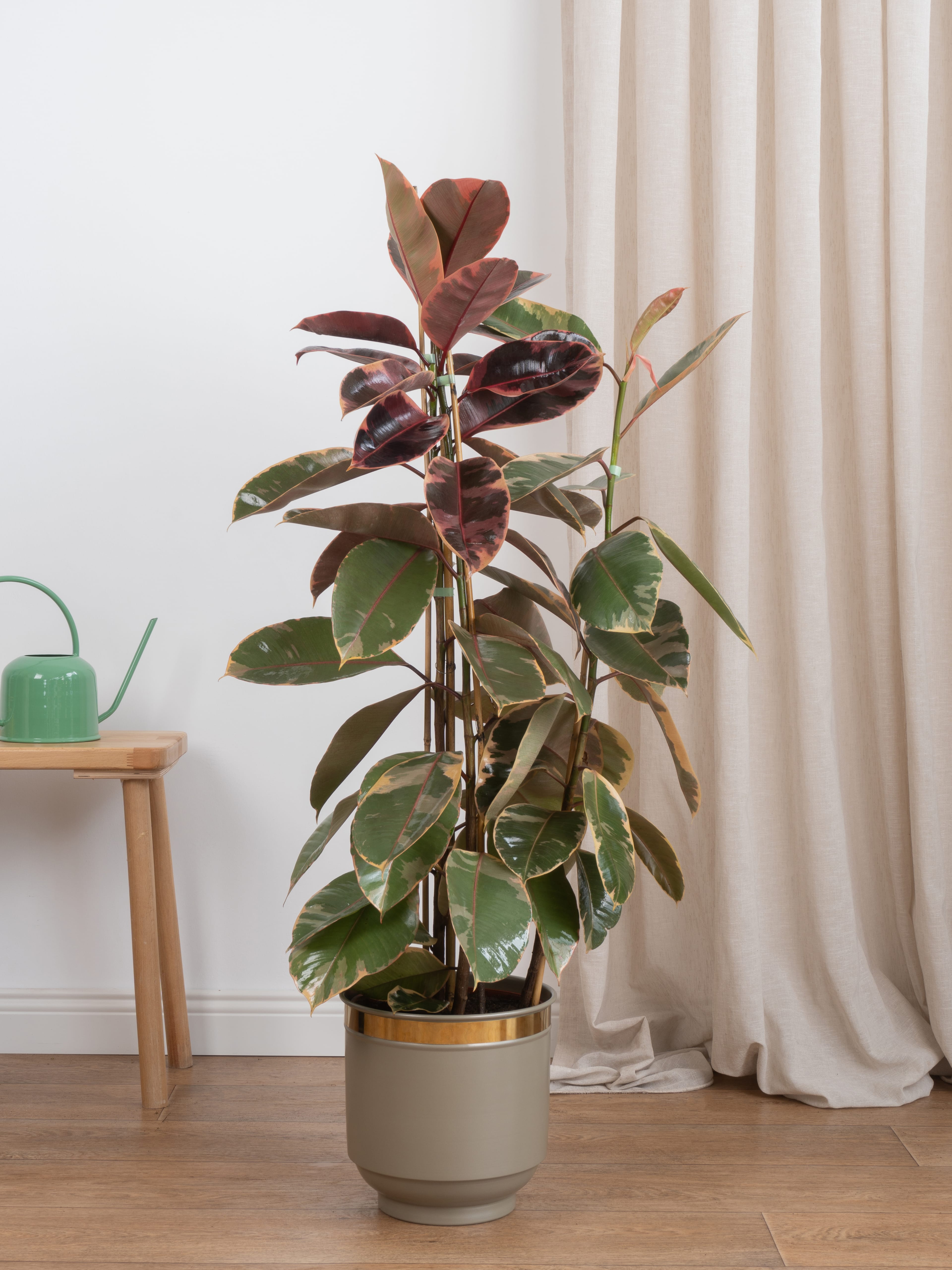 Kauçuk Çiçeği - Renkli Kauçuk Bitkisi (90-100 cm çift köklü -ficus alastica ruby)