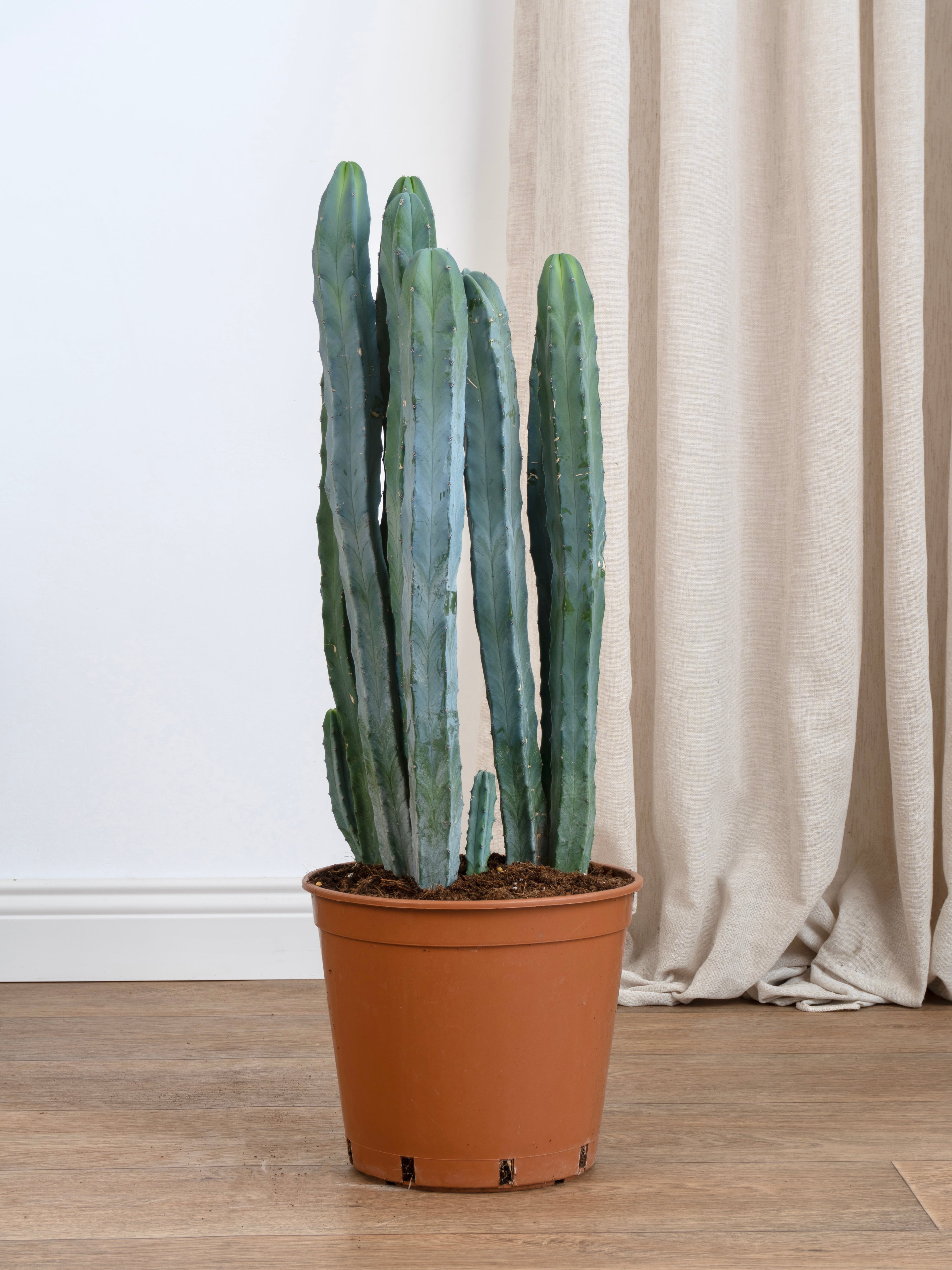 Myrtillocactus Geometrizans XL (Kaktüs çok köklü 60-70cm )