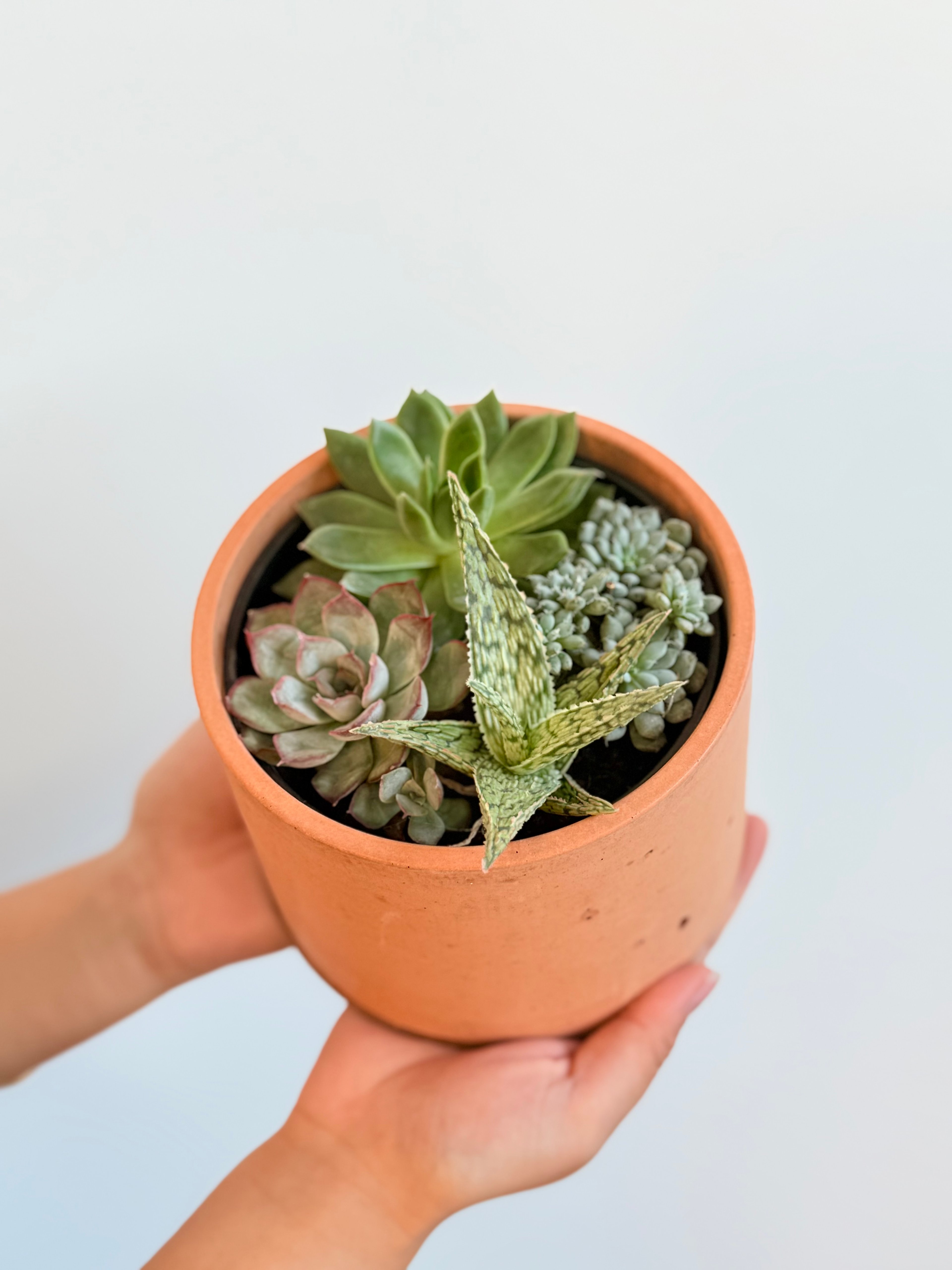 Mix Sukulent Tasarımı – 14 cm Seramik Saksıda