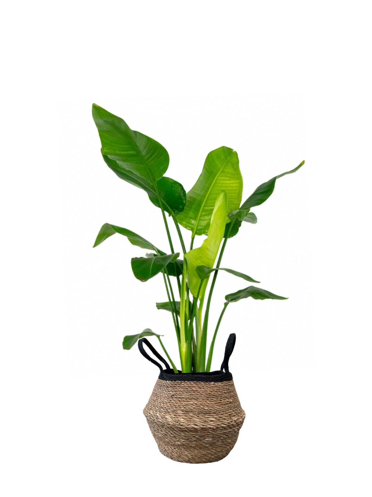 Starliçe-Çok Köklü  ( 90-100 cm Cennet Kuşu Çiçeği- Strelitzia Nicolai )