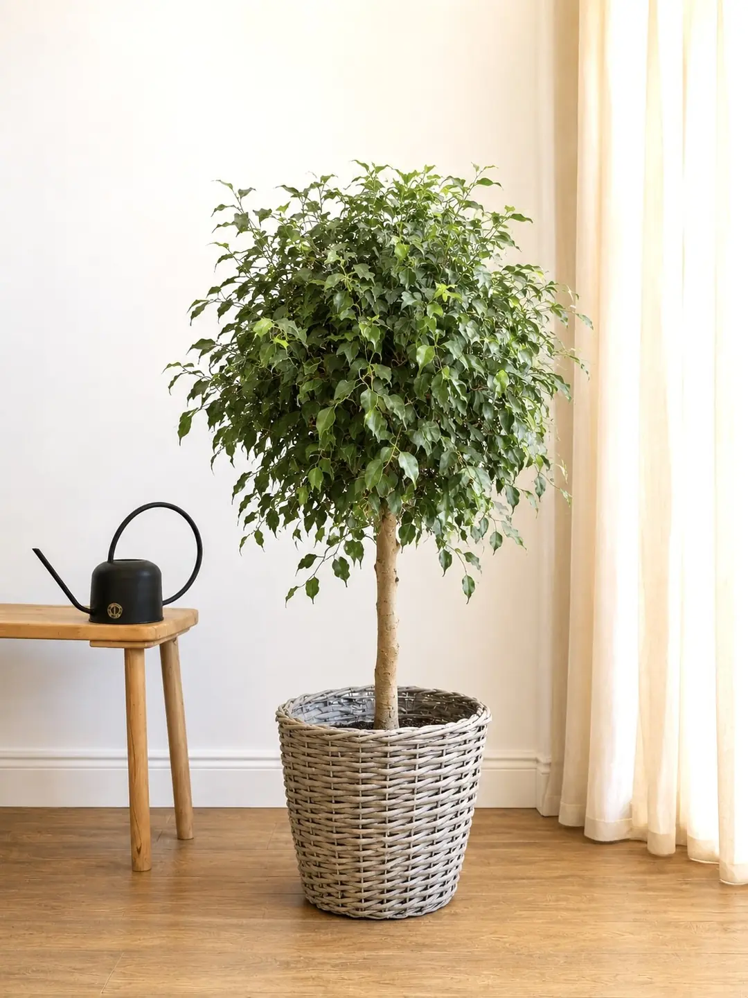 Ficus Benjamina Ağaç Form 140-150 cm