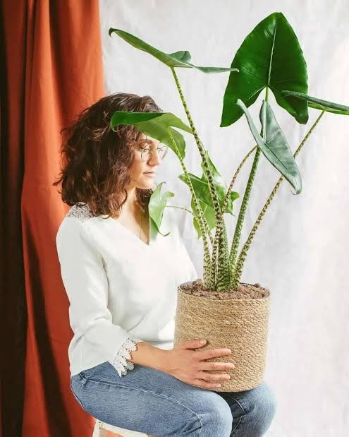 Alocasia Zebrina Çok Köklü  90-100 cm