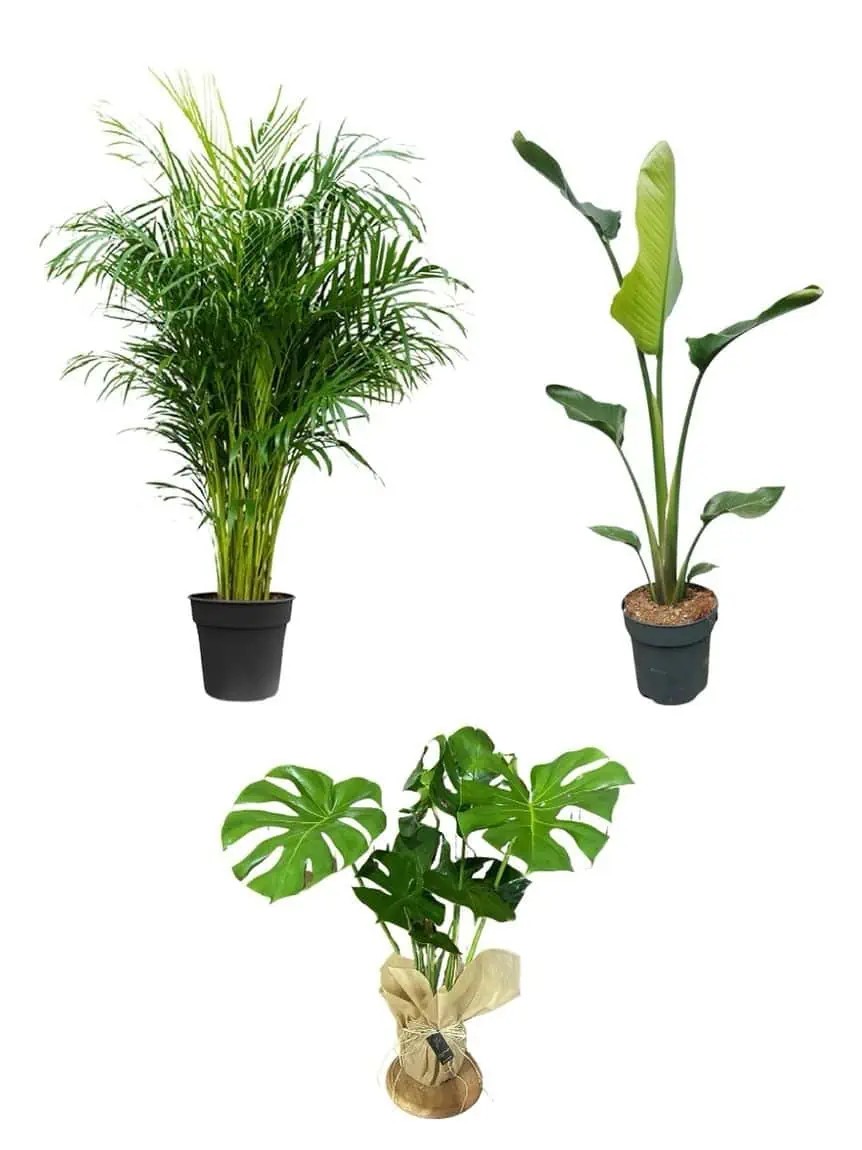 Favori Bitki Seti (100-120 cm areka palmiyesi*60-70 cm monstera*90-100 cm tek köklü starliçe )