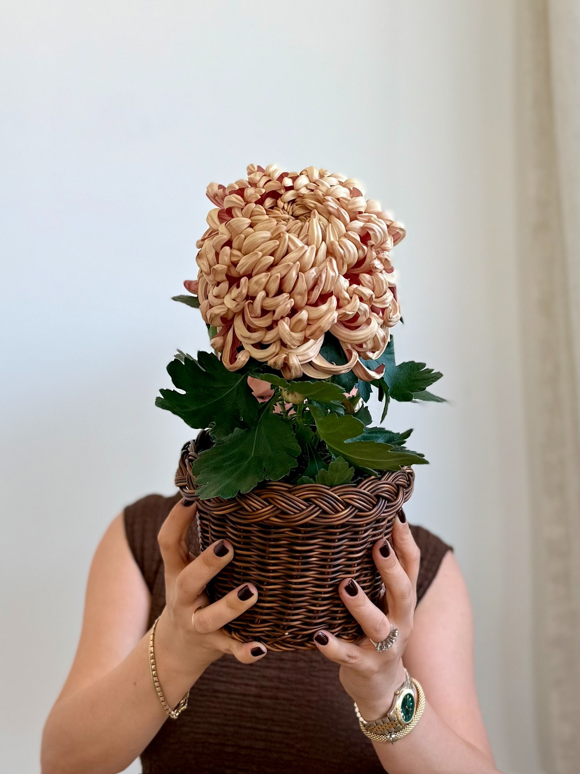 Dekoratif Krizantem (Chrysanthemum) 