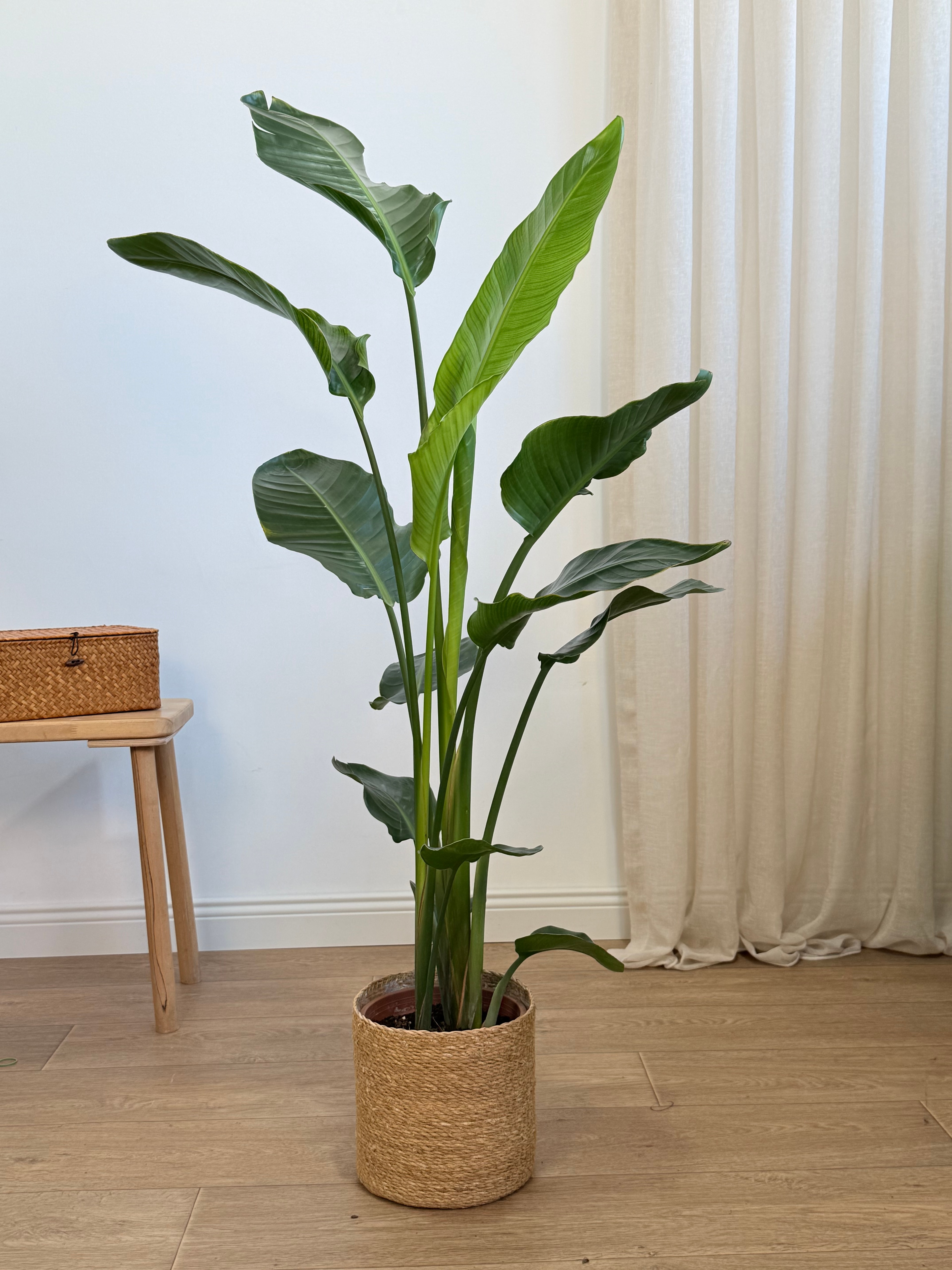 Starliçe- İki Köklü (120-140 cm)Cennet Kuşu Çiçeği- Strelitzia Nicolai )