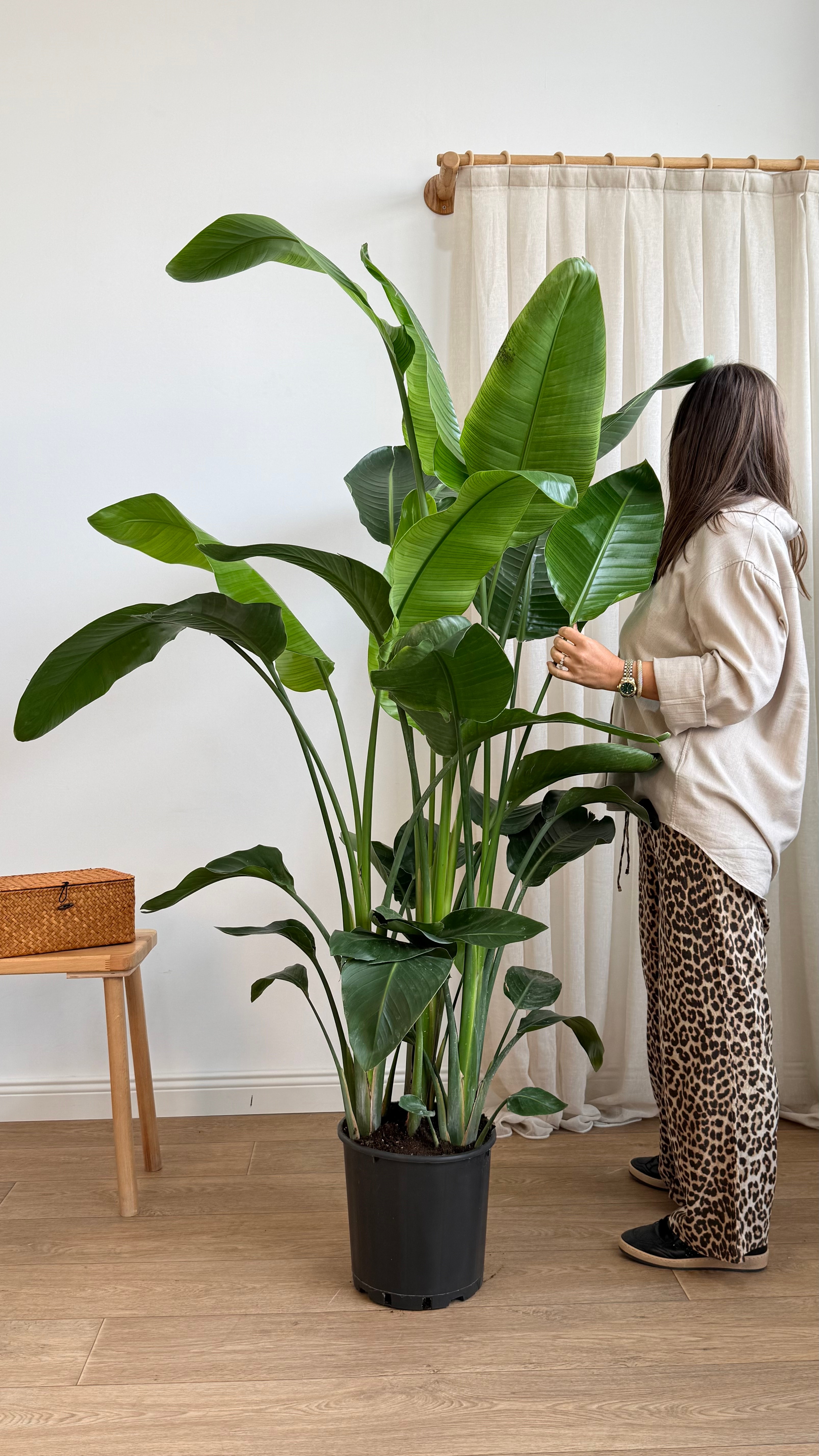 Starliçe- Altı Köklü Dolgun Form (Strelitzia Nicolai 180-200 cm )