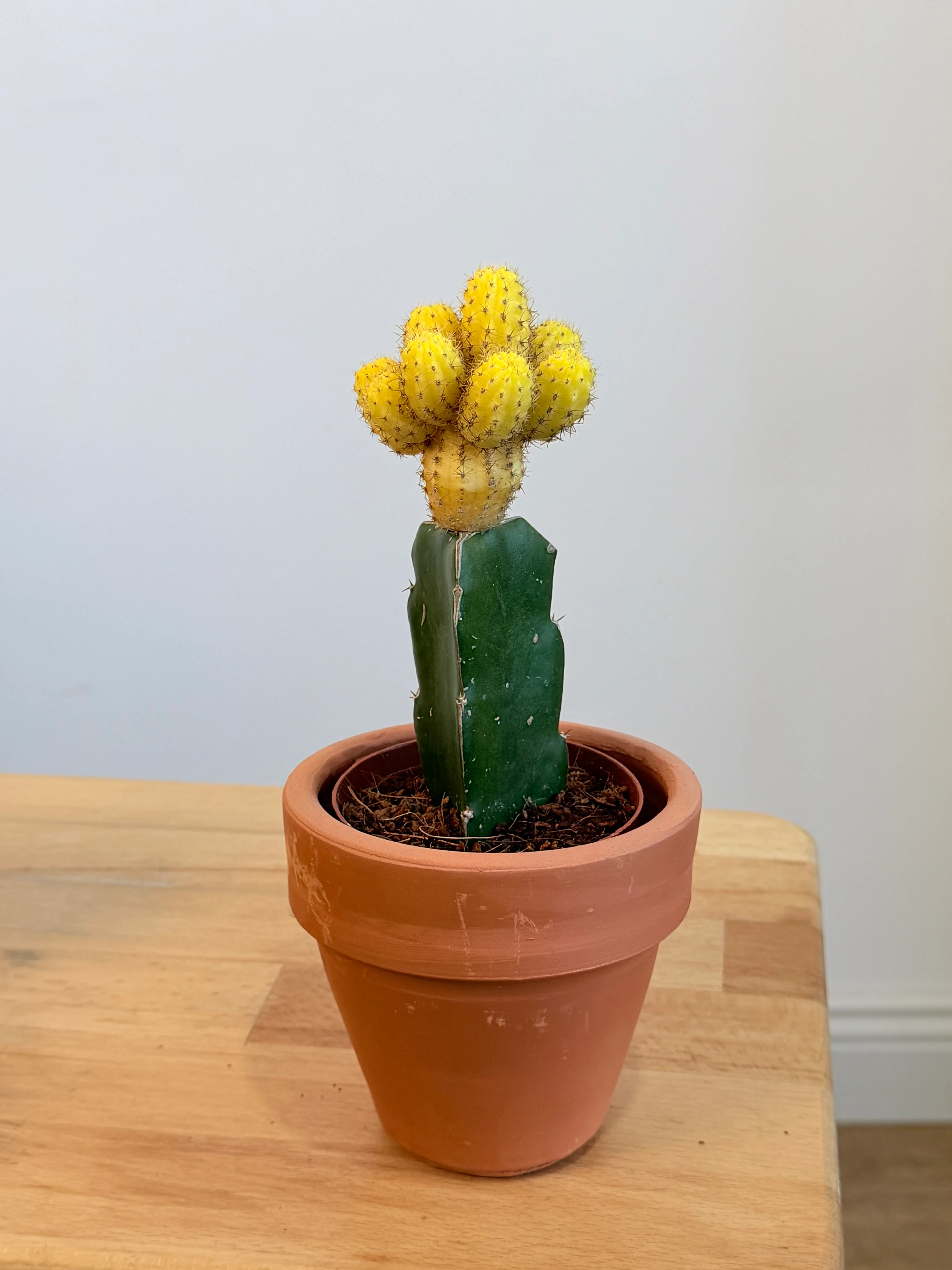 Masa Boy Renkli Aşılı Kaktüs – Toprak Dekoratif Saksıda