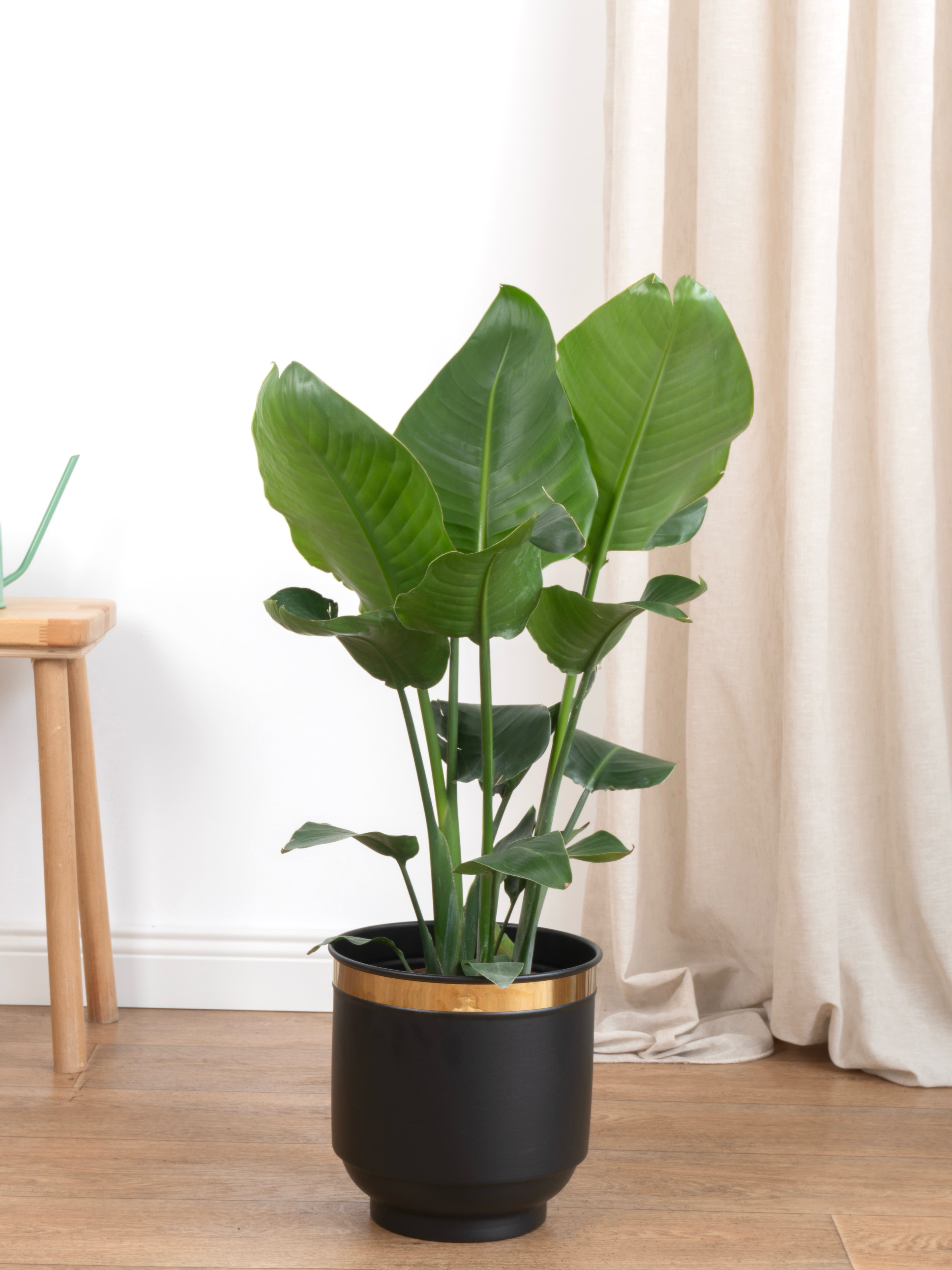 Starliçe-Çok Köklü  ( 100-110 cm Cennet Kuşu Çiçeği- Strelitzia Nicolai )