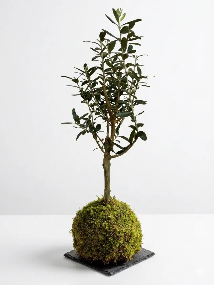 Bonsai Aac eitleri & Fiyatlar | Cool Concept Flower