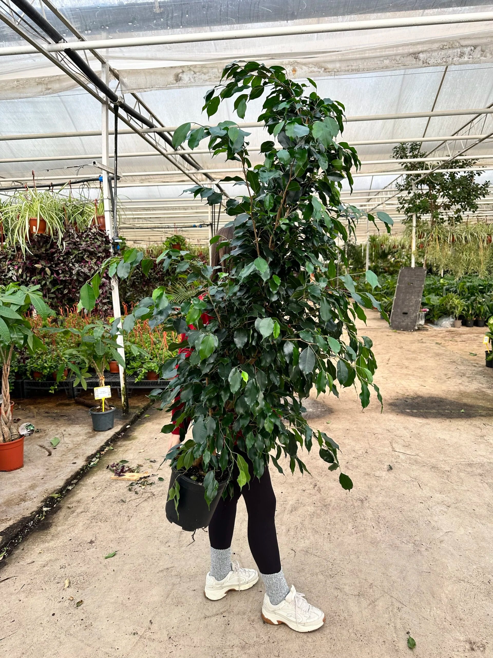 Ficus Benjamin Danielle 150-160 cm (Koyu Yeşil Benjamin)
