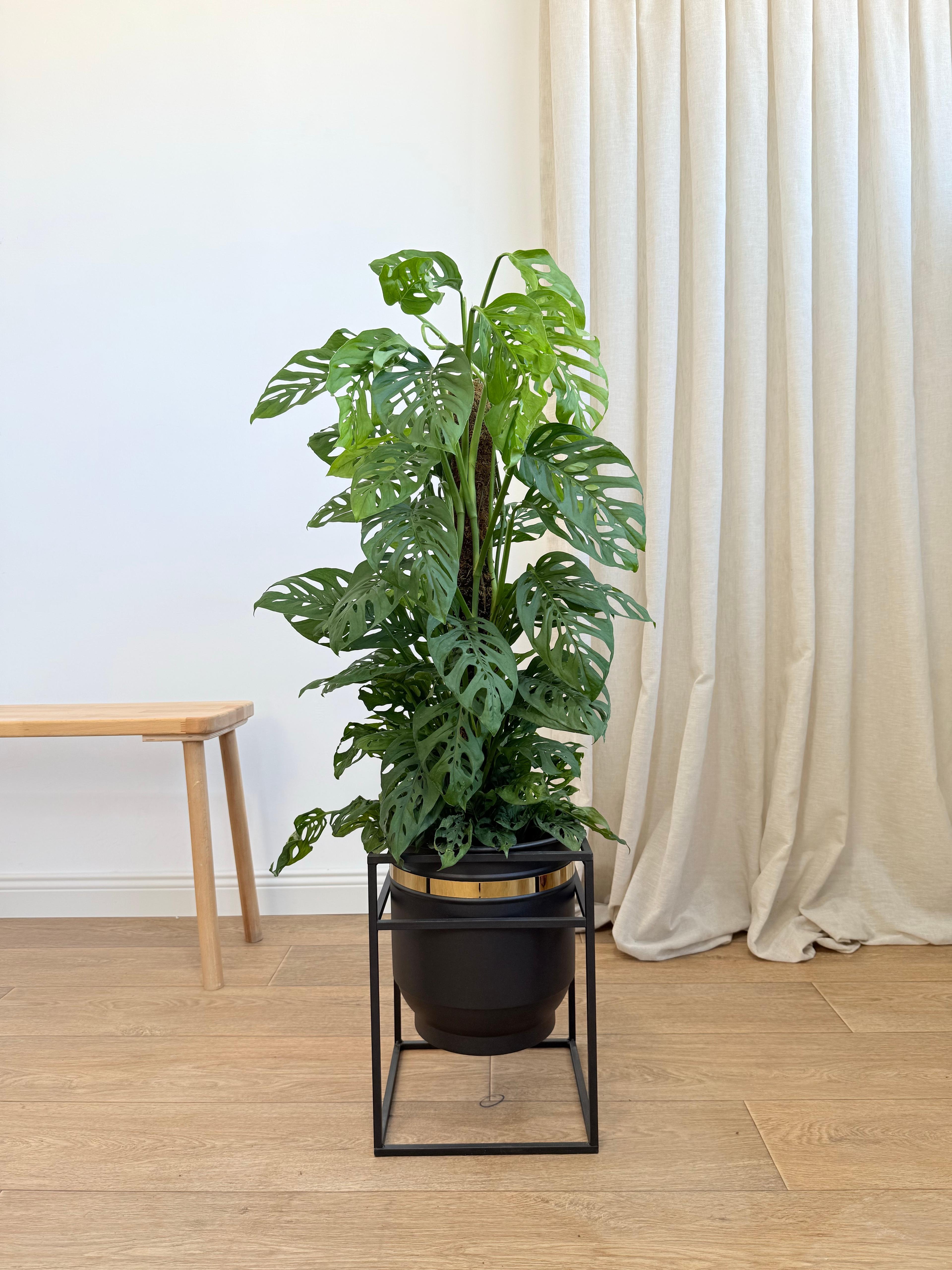Monstera Adansonii (100-110 cm) – İsviçre Peynir Bitkisi  