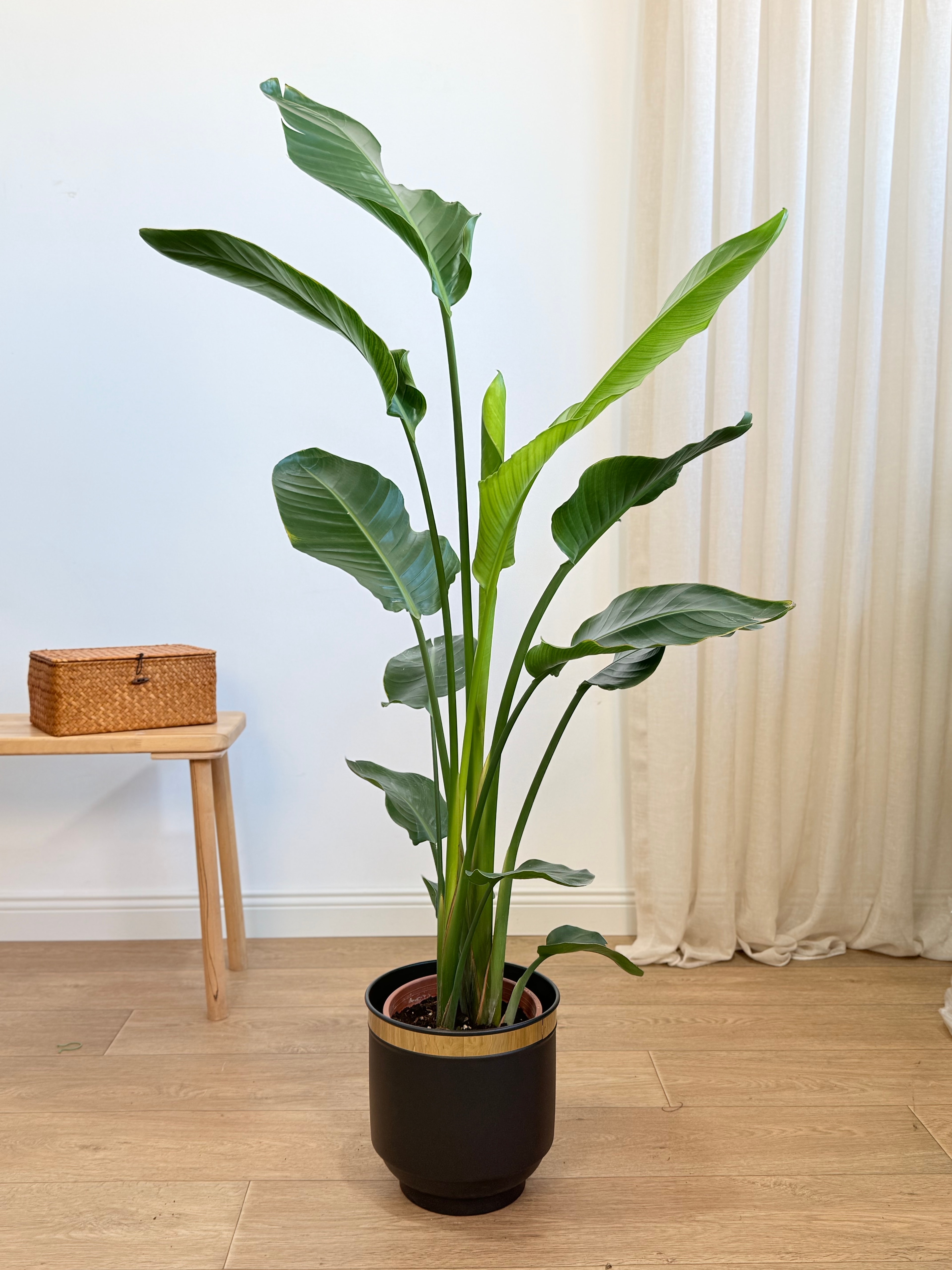 Starliçe- İki Köklü (120-140 cm)Cennet Kuşu Çiçeği- Strelitzia Nicolai )