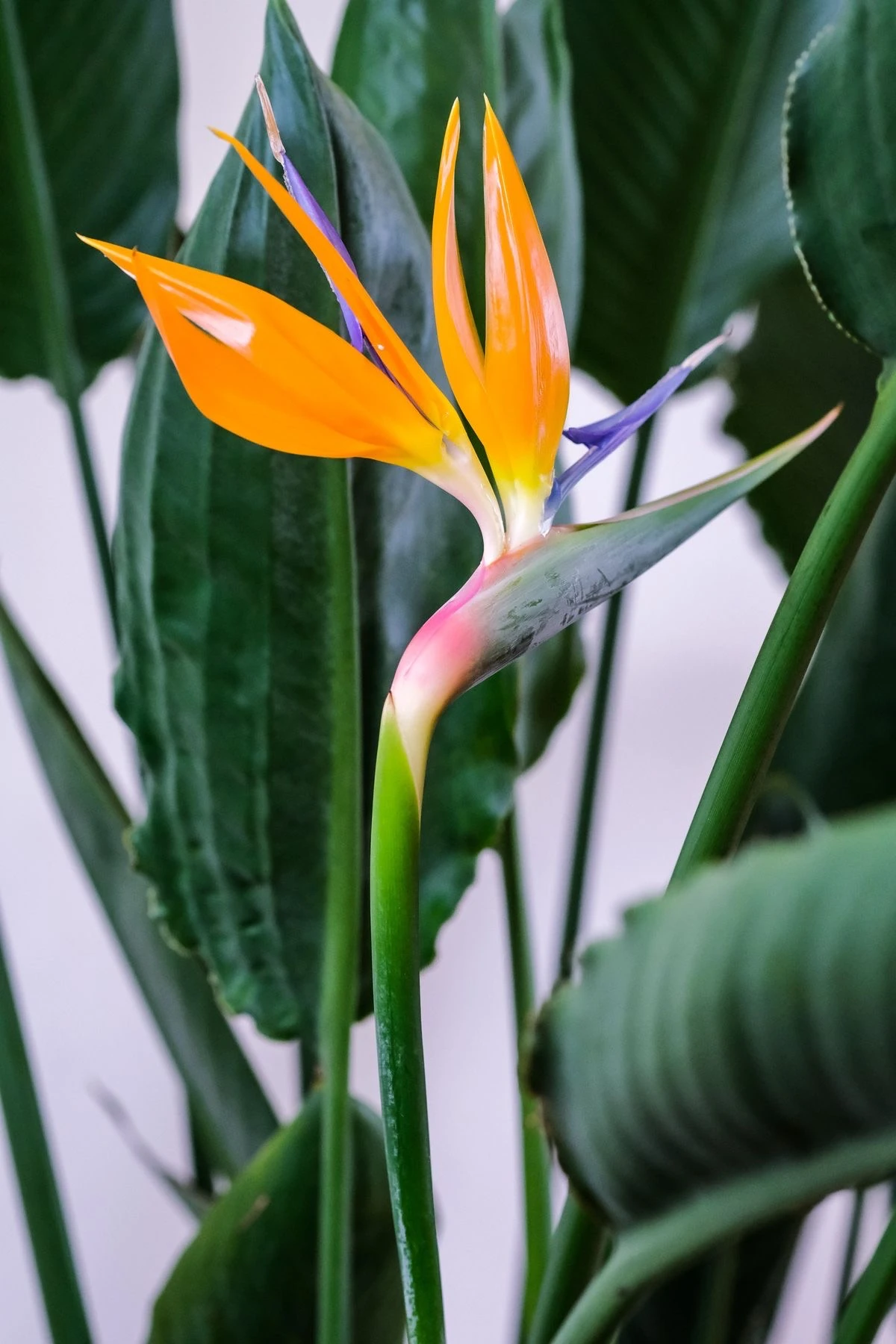 Starliçe (Strelitzia Regina)  | Hasır Dekoratif Saksıda 40 cm