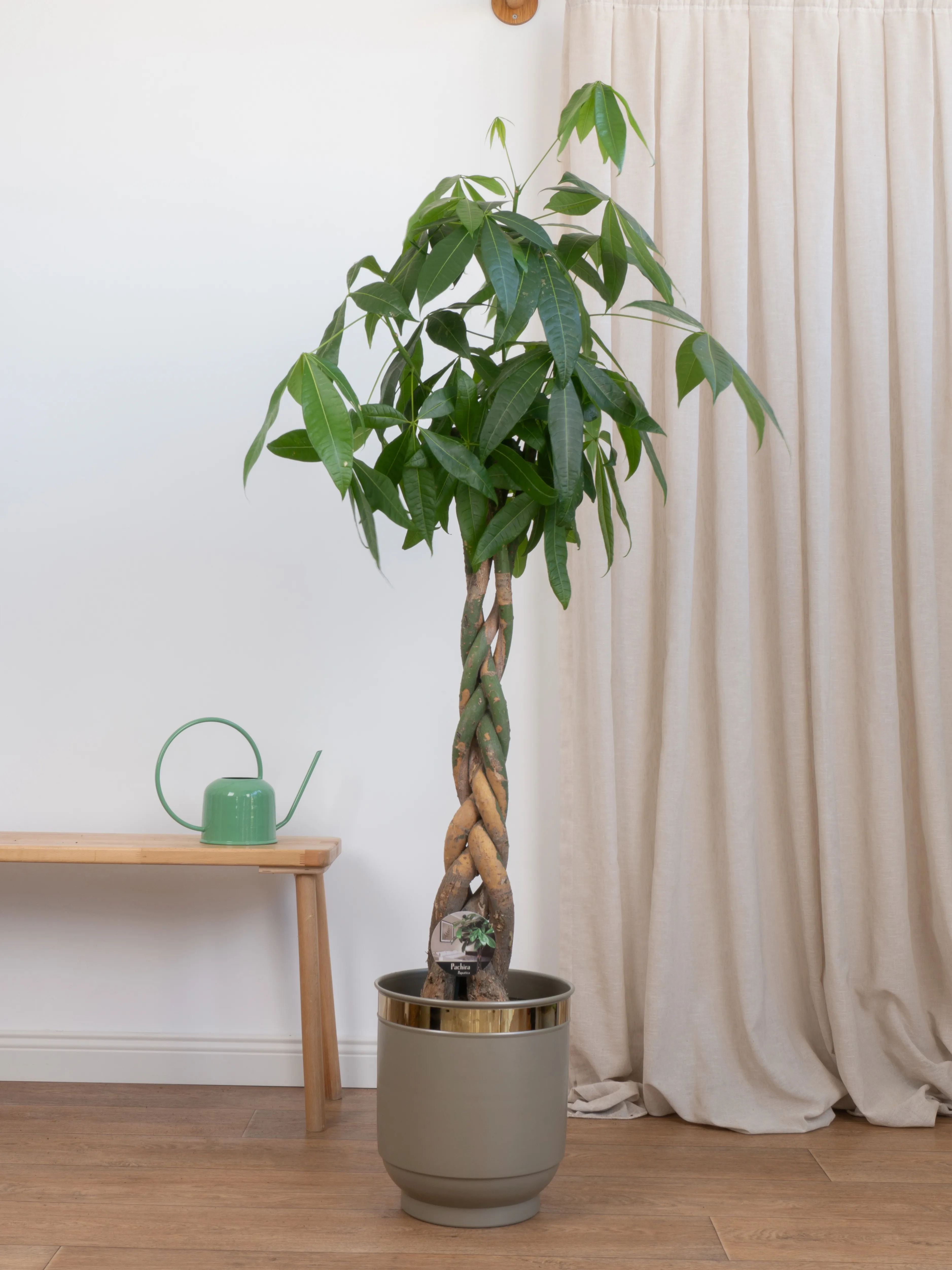 130-140 cm Pachira Aquatica (Money Tree- Para Ağacı)