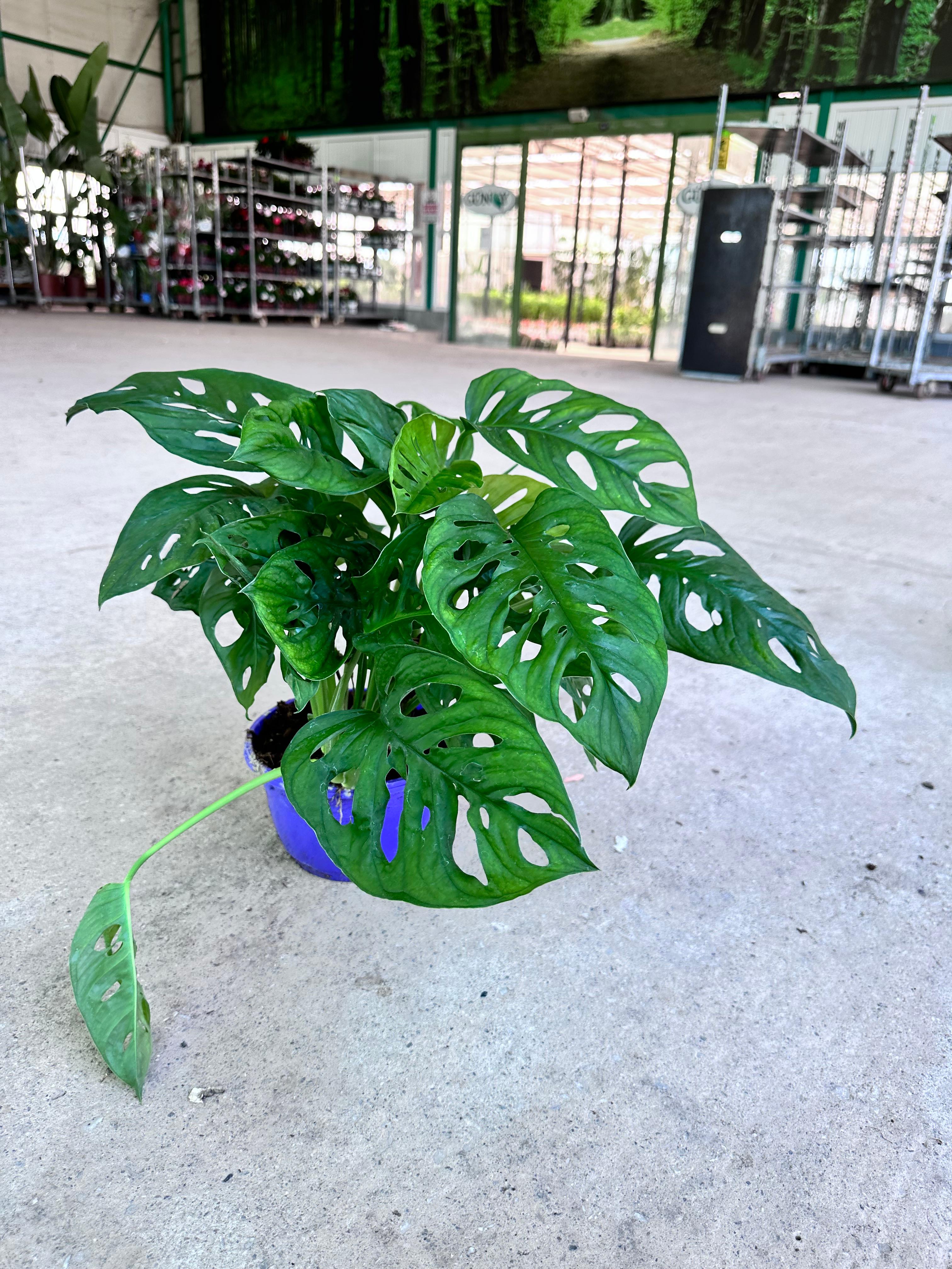 Monstera Adansonii(Monkey Monstera Mask)