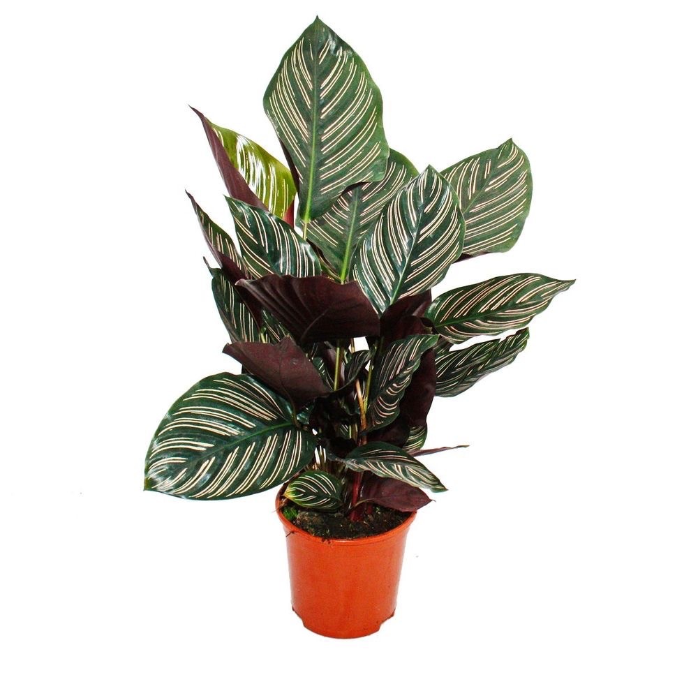 Calathea Üçlü Set (Orbifolia-Maranta-Ornata)