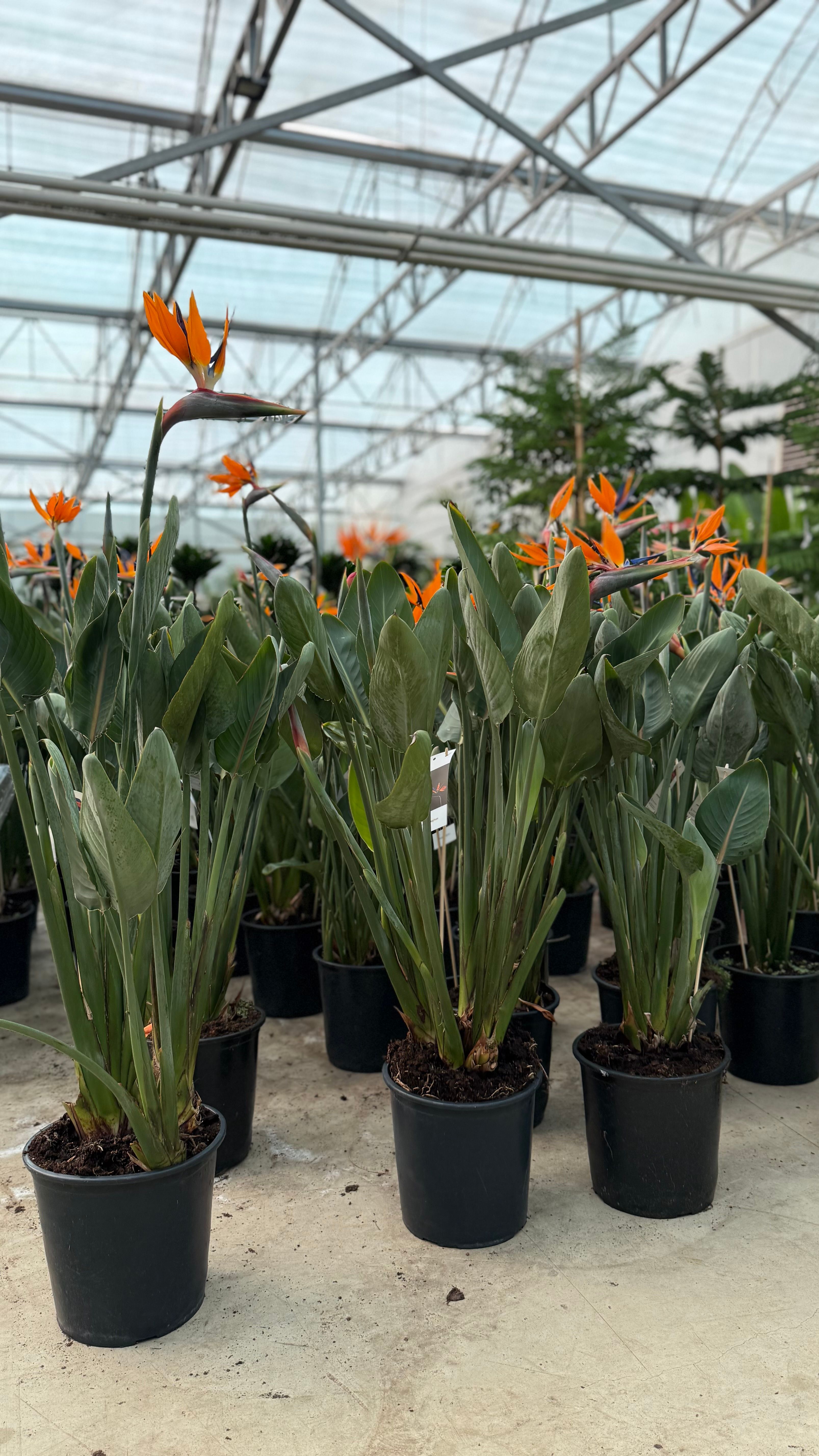 Starliçe Çok Köklü Çiçekli 140-150 cm (Cennet Kuşu Çiçeği- Strelitzia Reginea- Turuncu çiçek açan tür )