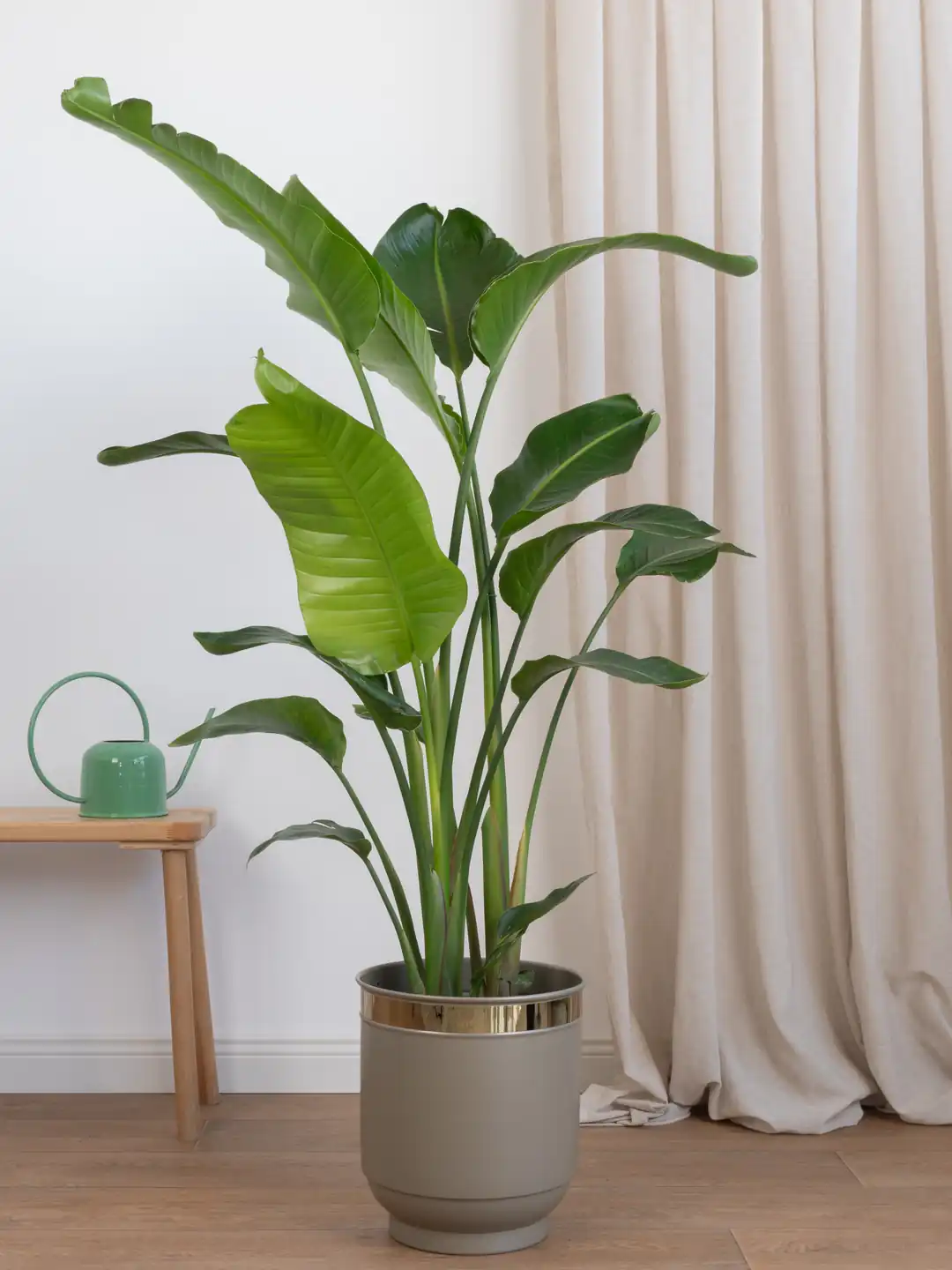 Starliçe- İki Köklü Anaç Form 140-160 cm (Cennet Kuşu Çiçeği- Strelitzia Nicolai )